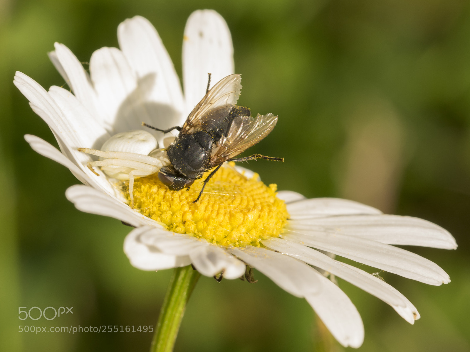 Nikon D5300 sample photo. Insects and butterflies photography