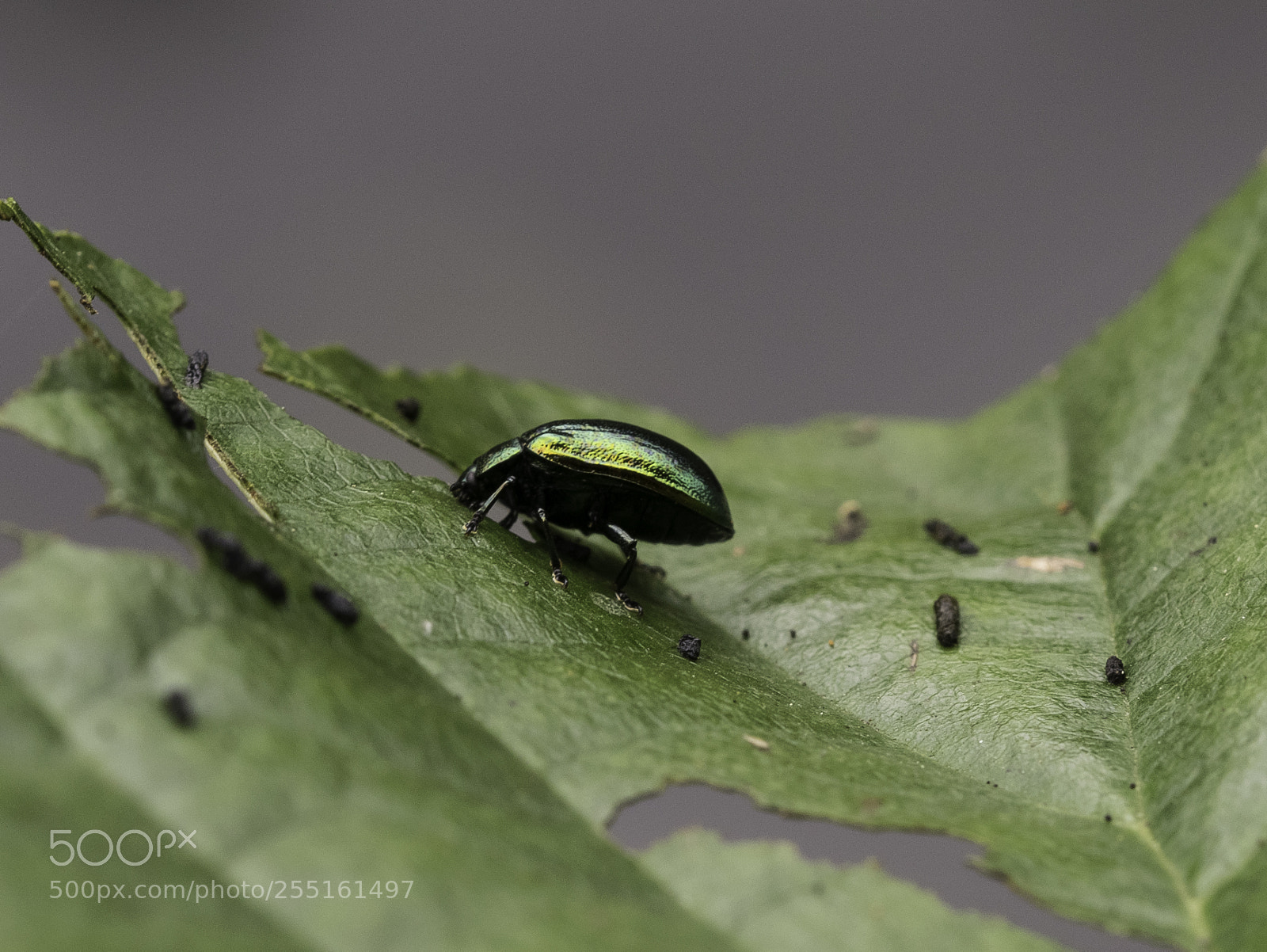 Nikon D5300 sample photo. Insects and butterflies photography