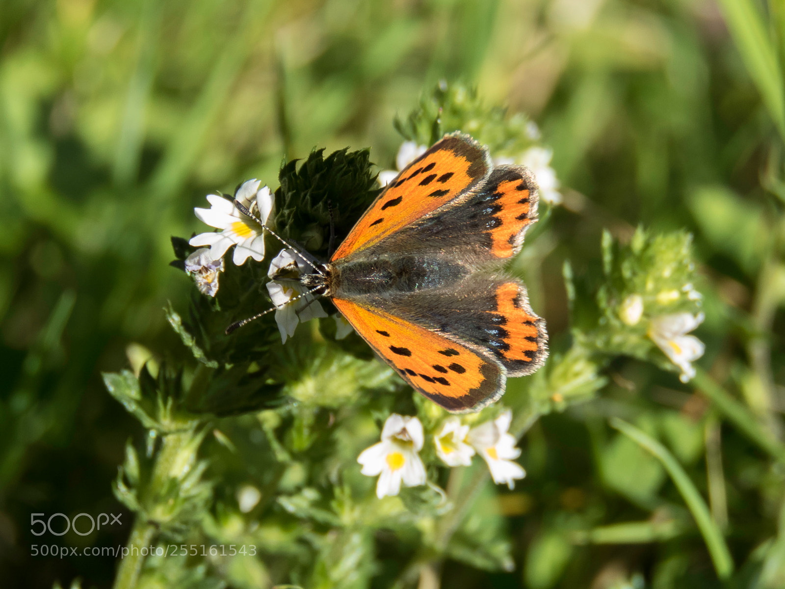 Canon PowerShot SX60 HS sample photo. Insects and butterflies photography