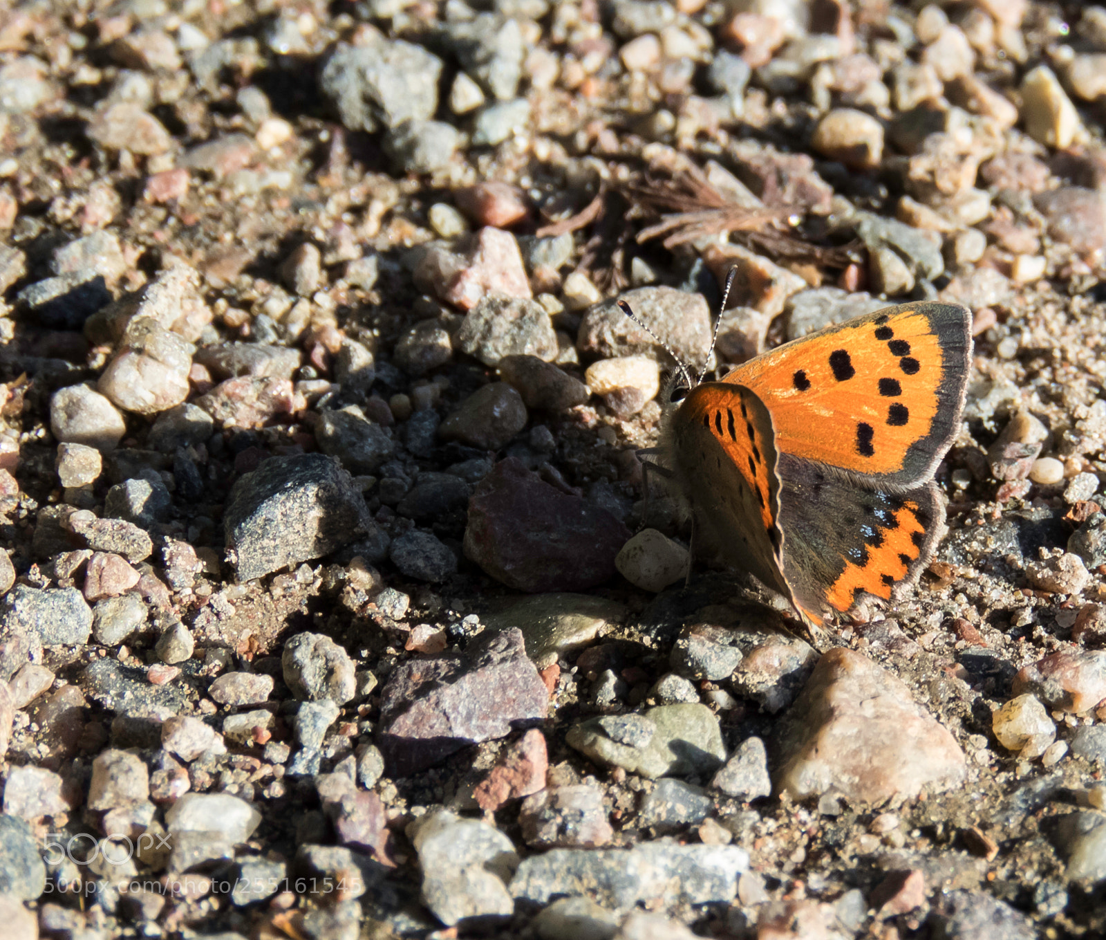 Canon PowerShot SX60 HS sample photo. Insects and butterflies photography
