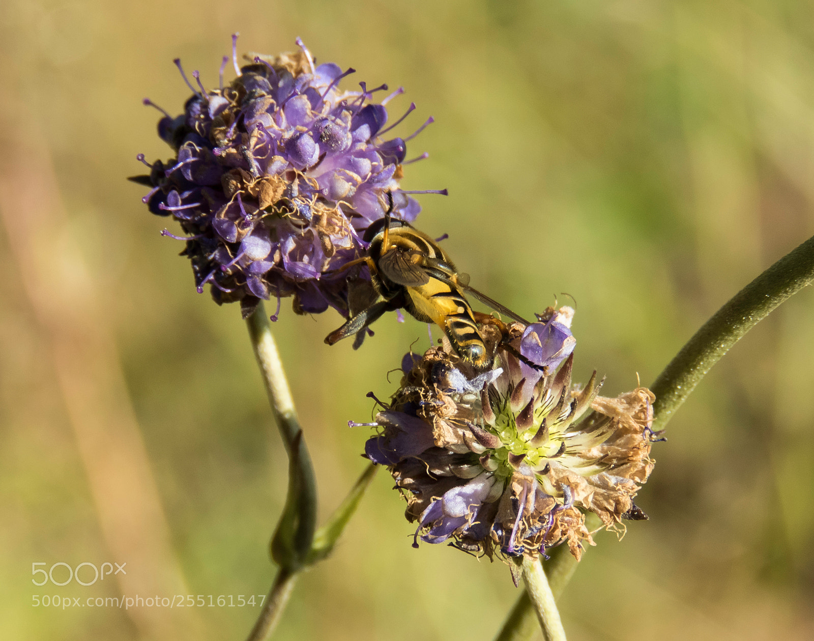 Canon PowerShot SX60 HS sample photo. Insects and butterflies photography
