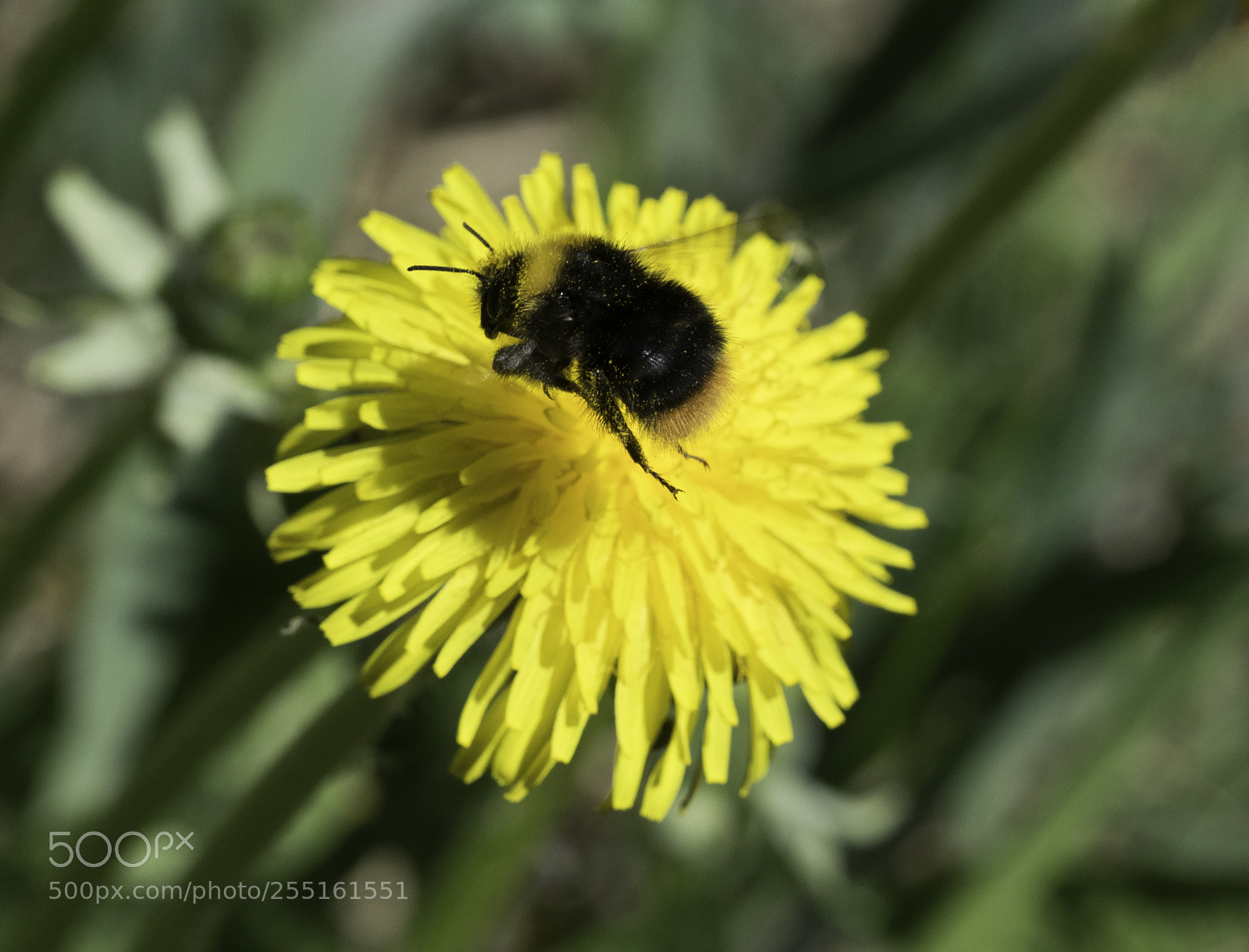 Nikon D5300 sample photo. Insects and butterflies photography