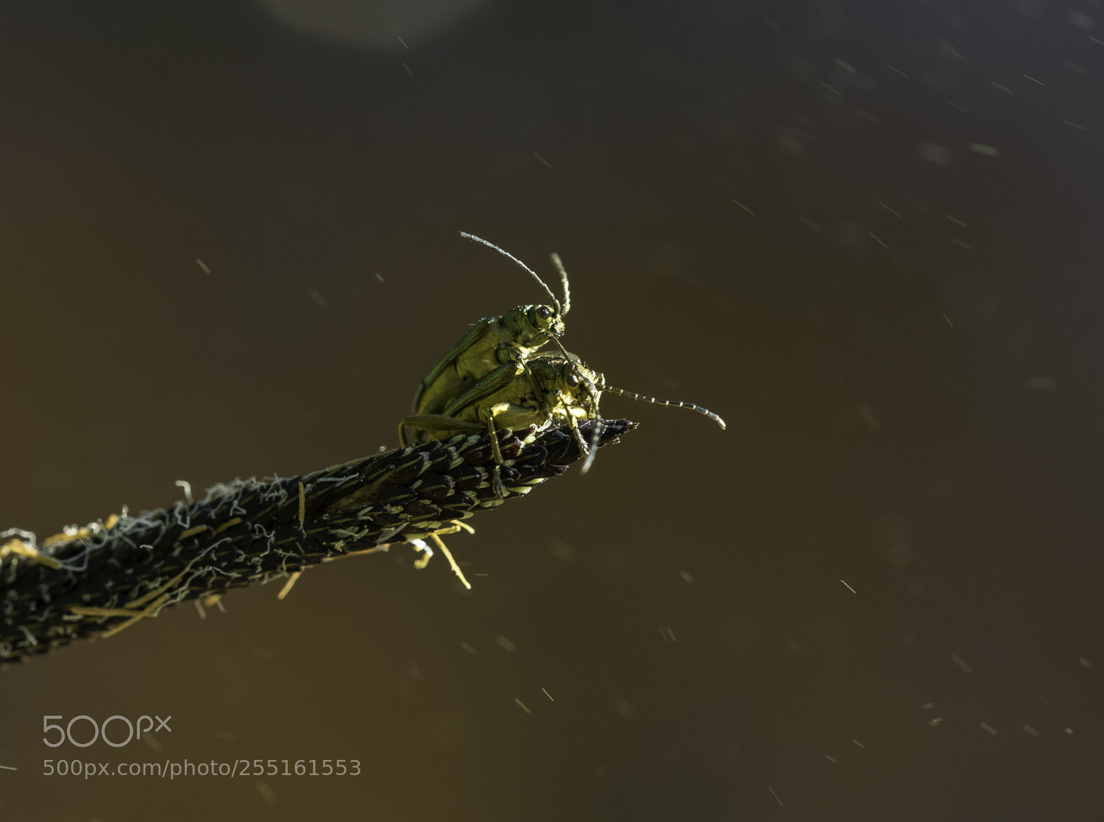 Nikon D5300 sample photo. Insects and butterflies photography