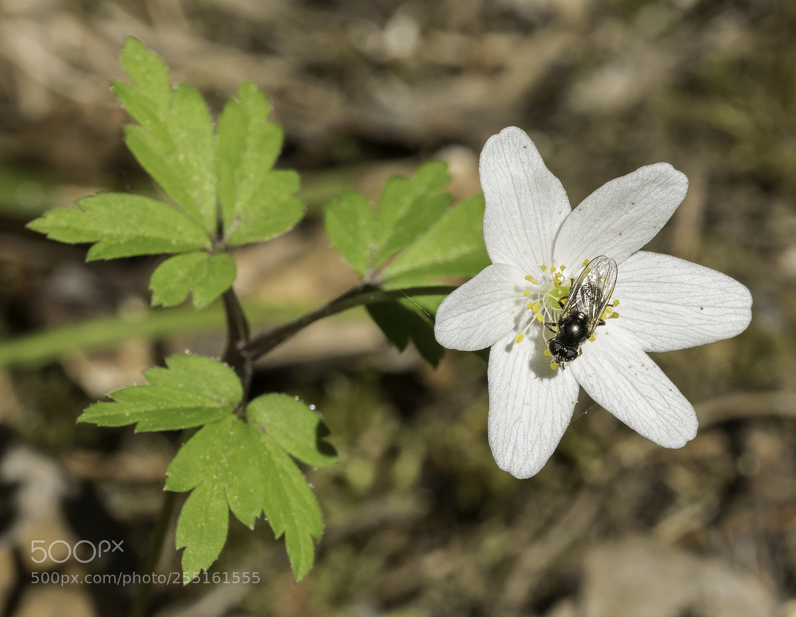 Nikon D5300 sample photo. Insects and butterflies photography