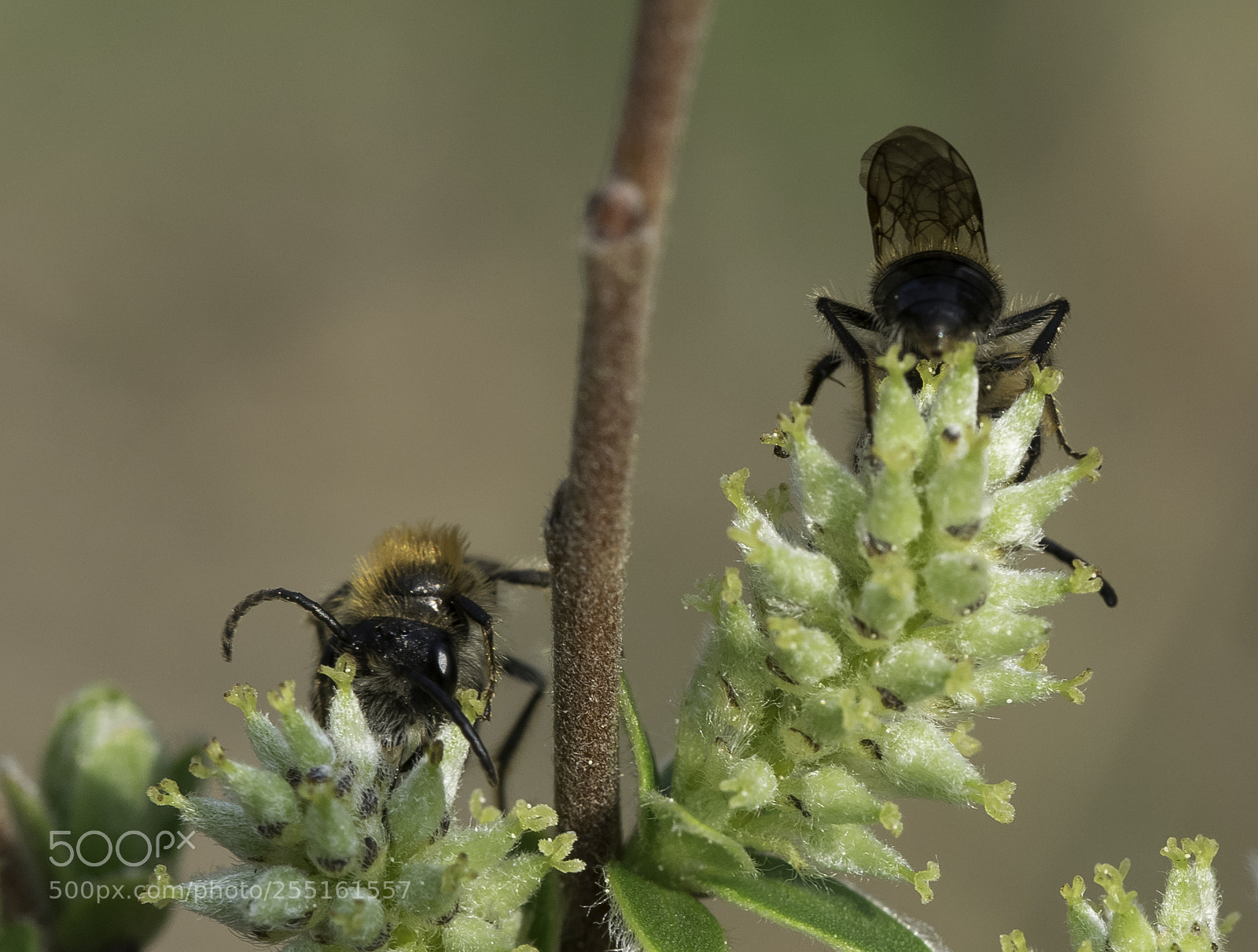 Nikon D5300 sample photo. Insects and butterflies photography