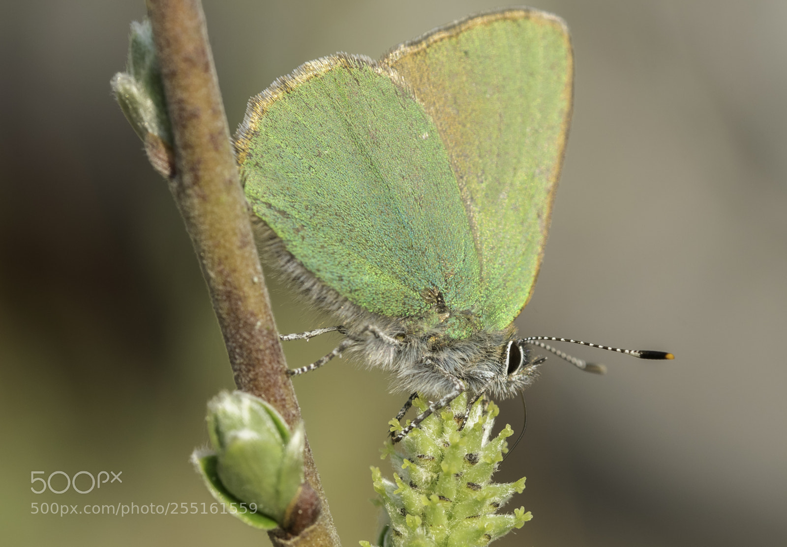 Nikon D5300 sample photo. Insects and butterflies photography