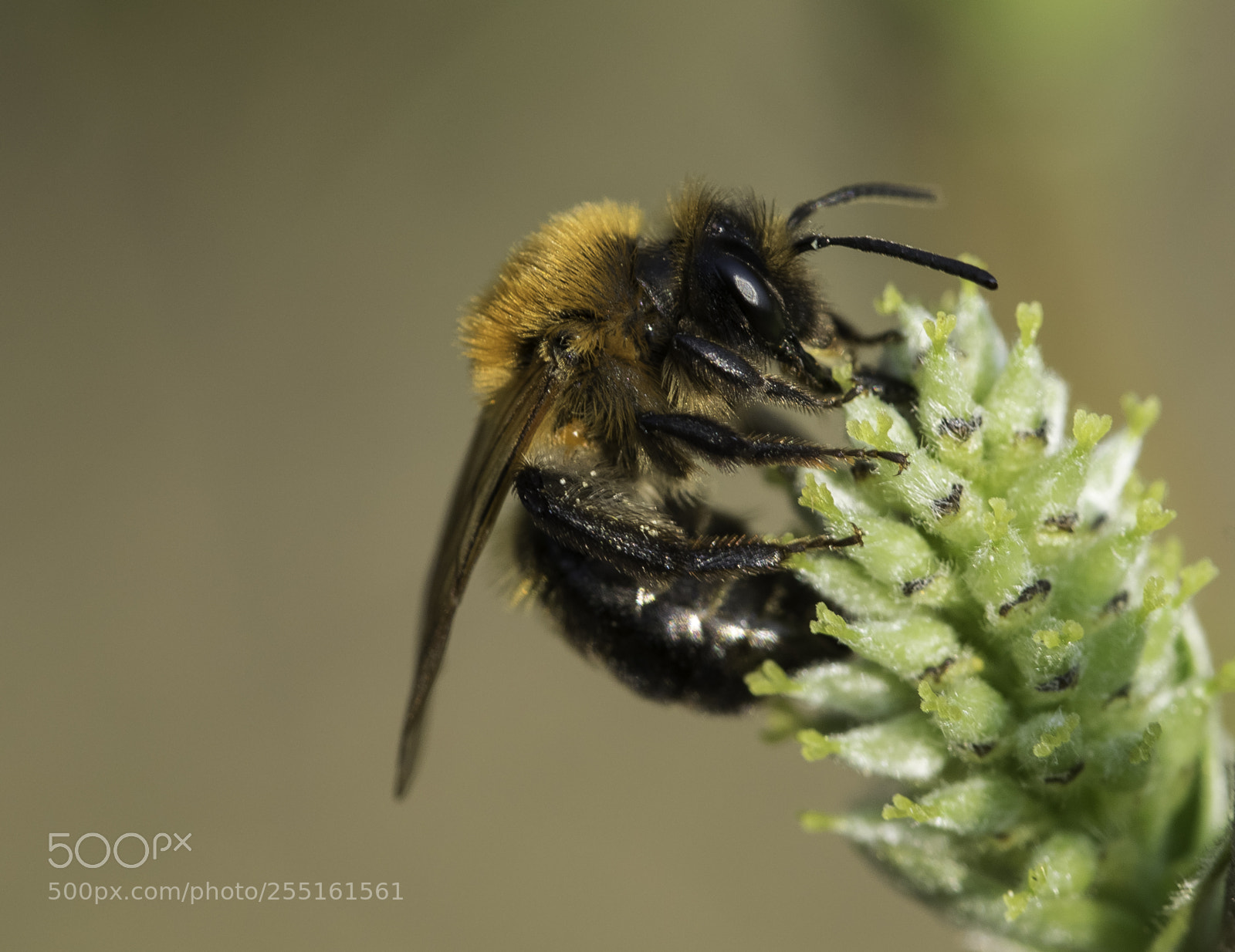 Nikon D5300 sample photo. Insects and butterflies photography