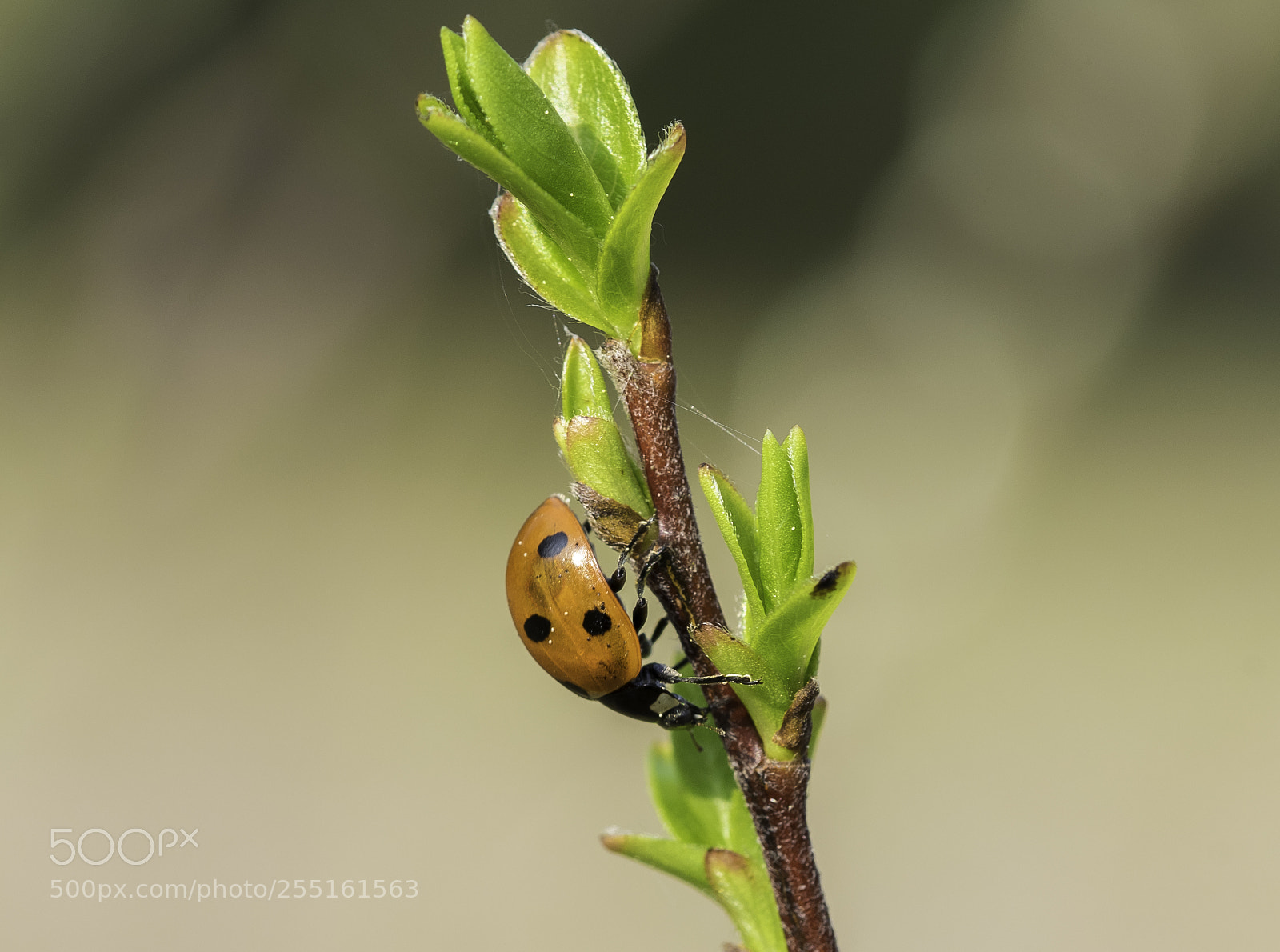 Nikon D5300 sample photo. Insects and butterflies photography