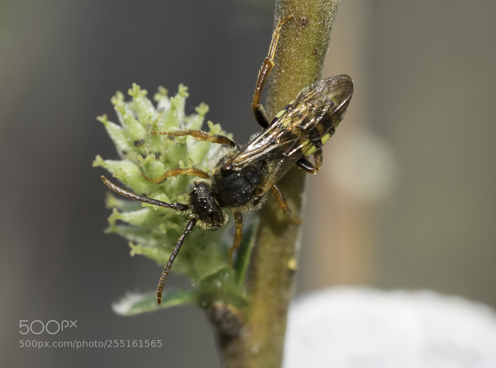 Nikon D5300 sample photo. Insects and butterflies photography