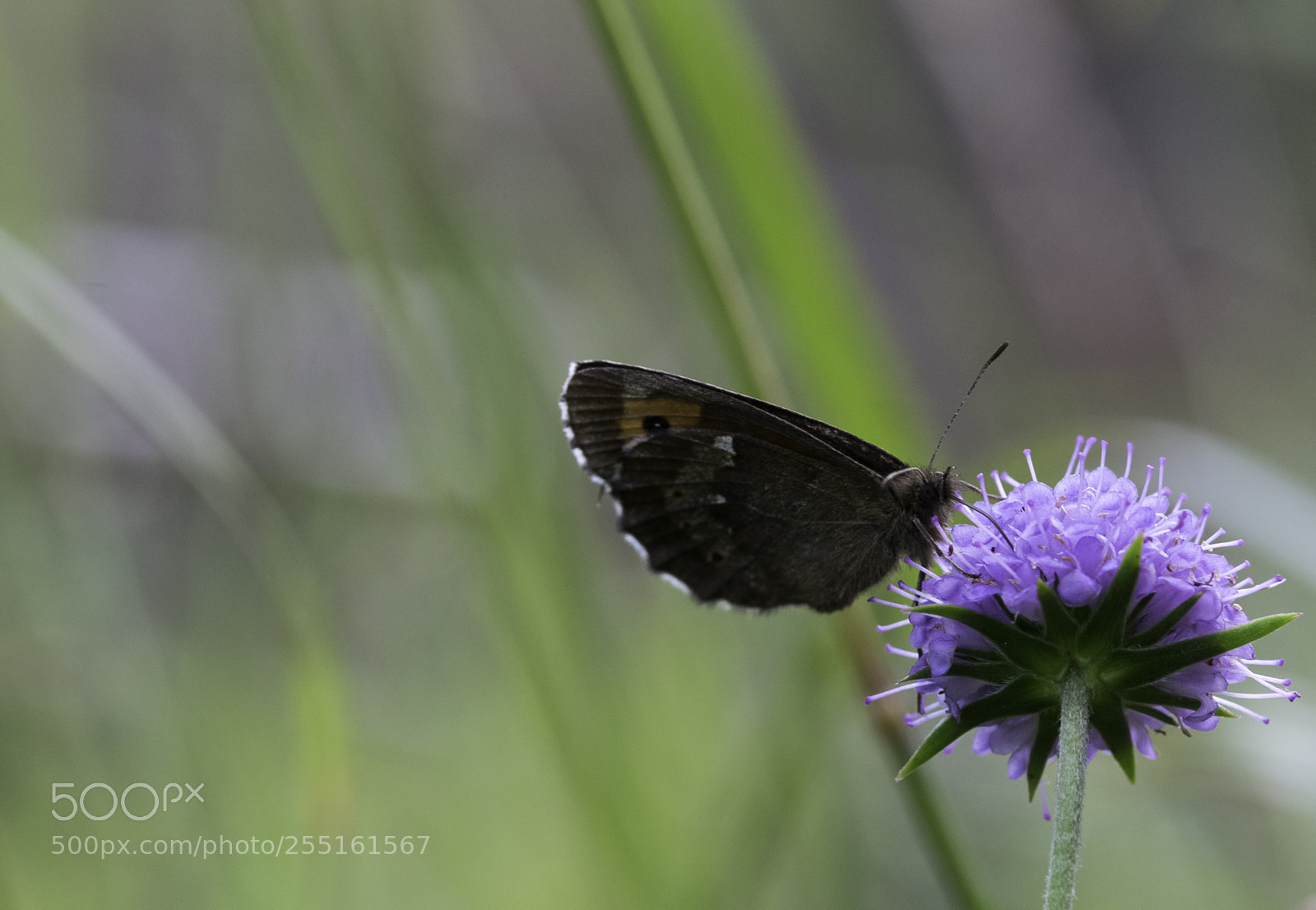Nikon D5300 sample photo. Insects and butterflies photography