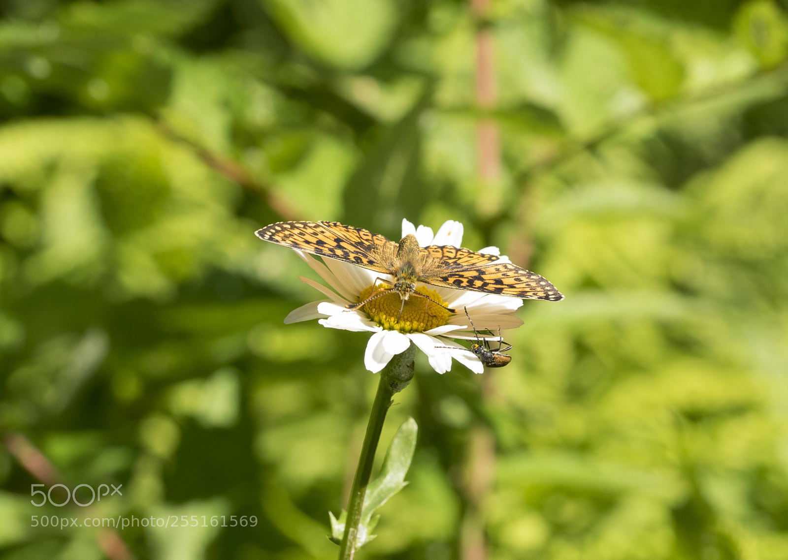 Nikon D5300 sample photo. Insects and butterflies photography