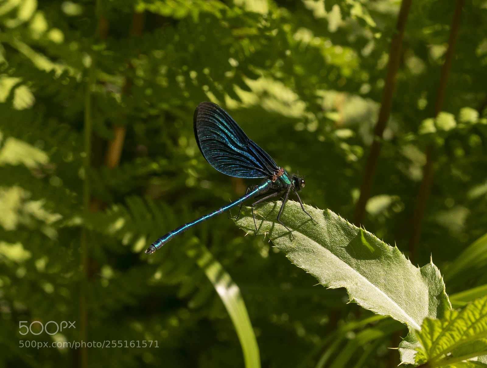 Nikon D5300 sample photo. Insects and butterflies photography
