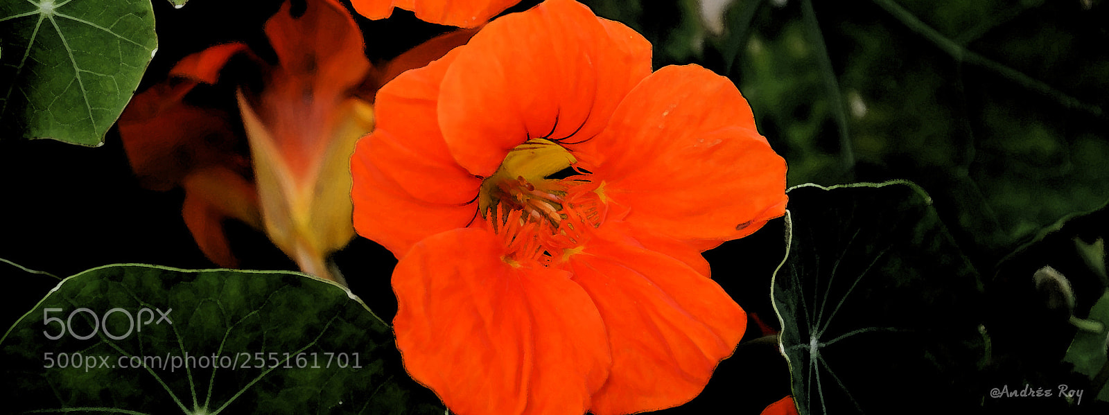 Nikon D5100 sample photo. Comme un soleil de photography