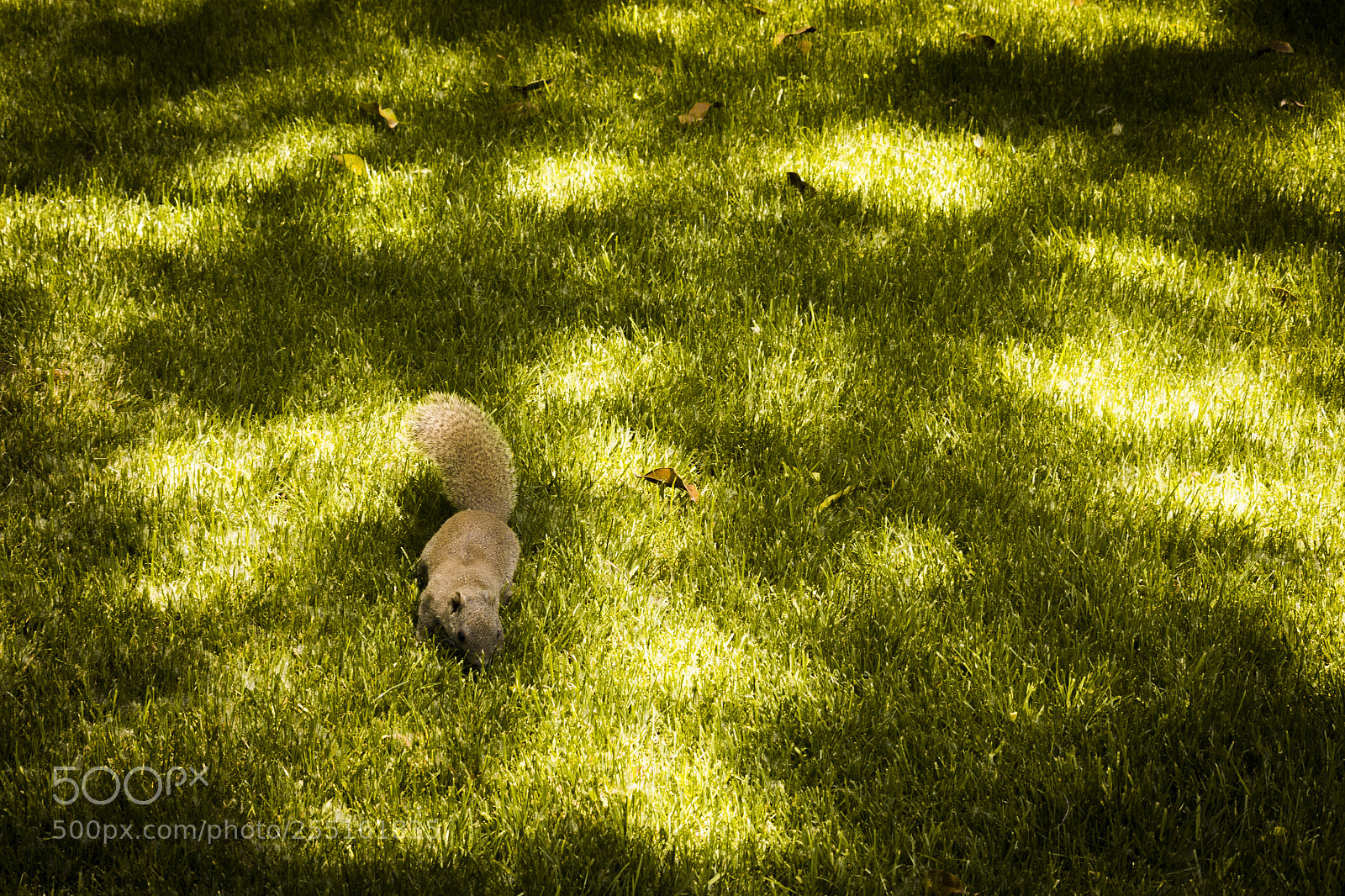 Canon EOS 700D (EOS Rebel T5i / EOS Kiss X7i) sample photo. Squirrel photography