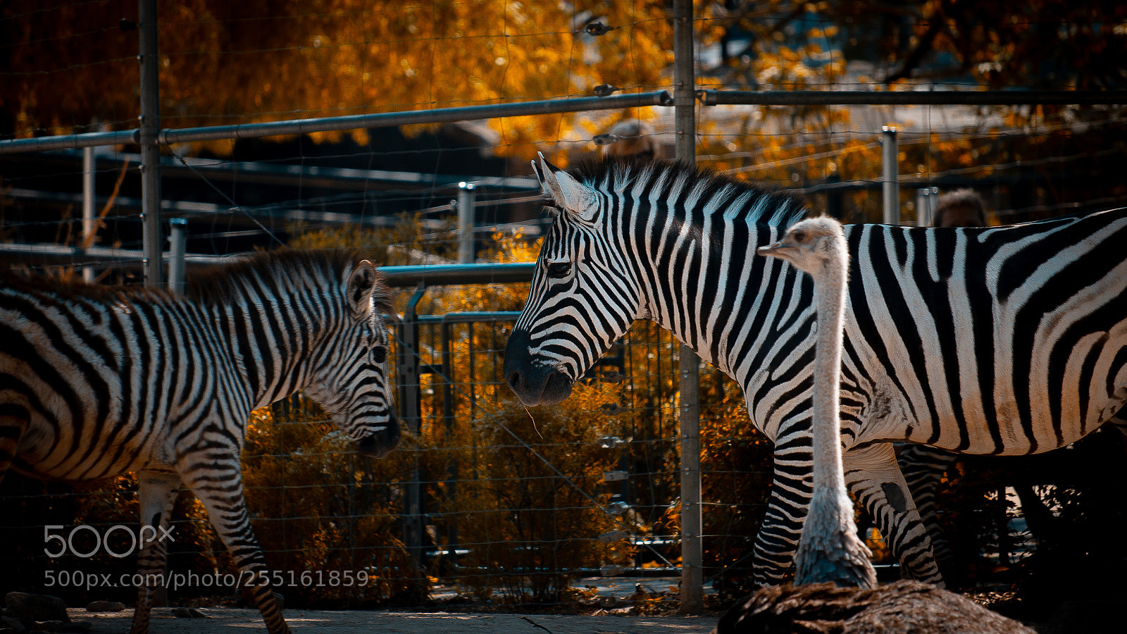 Canon EOS 70D sample photo. Zebra | karlsruhe, germany photography