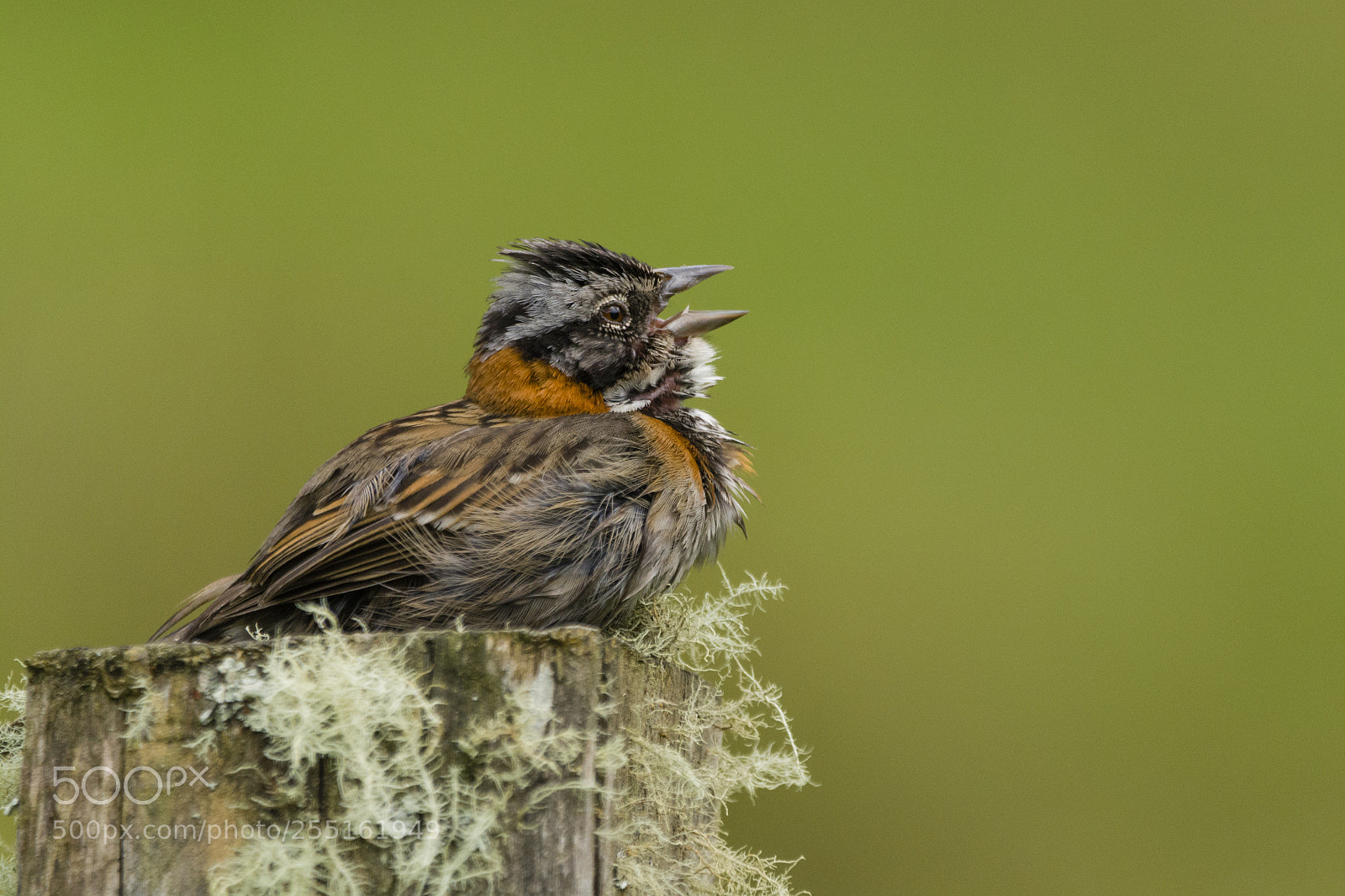 Nikon D7100 sample photo. Rufous-collared sparrow photography
