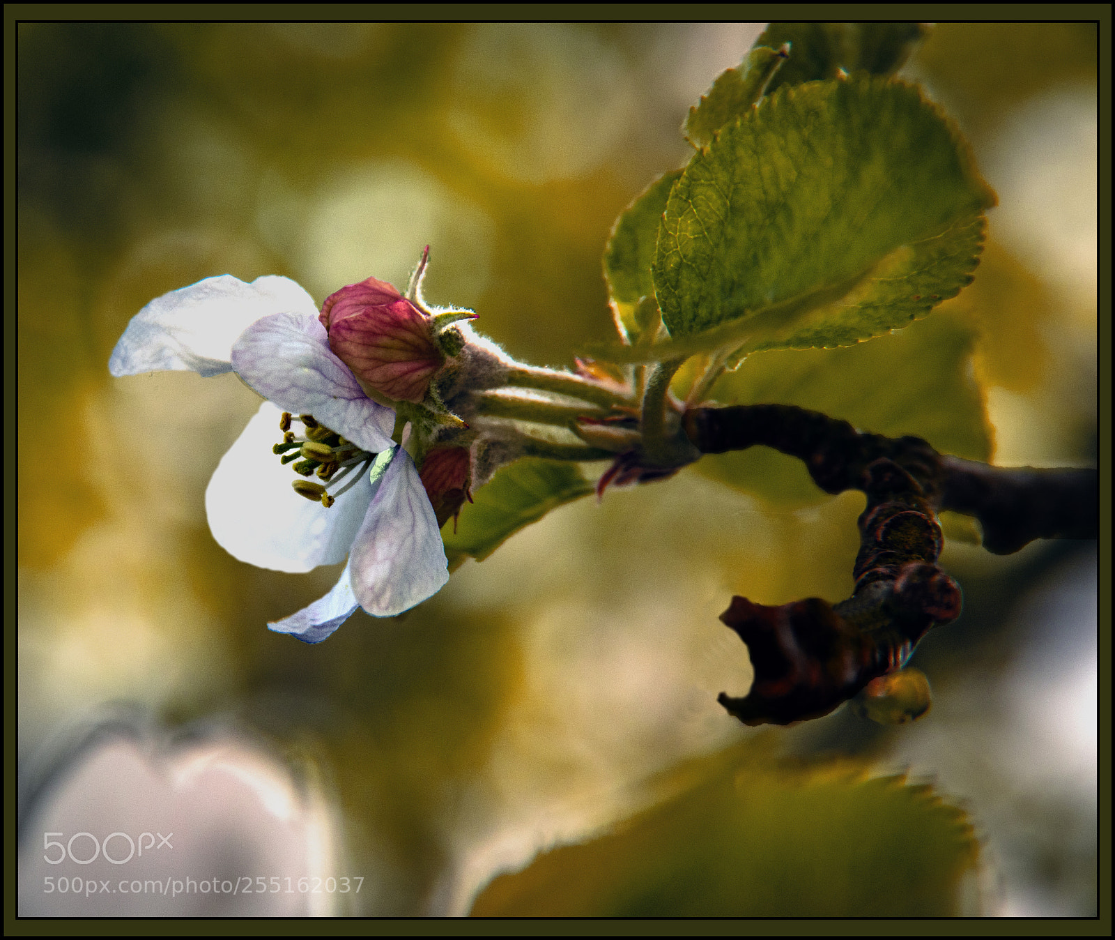 Canon EOS 7D Mark II sample photo. Fleur de pommier photography