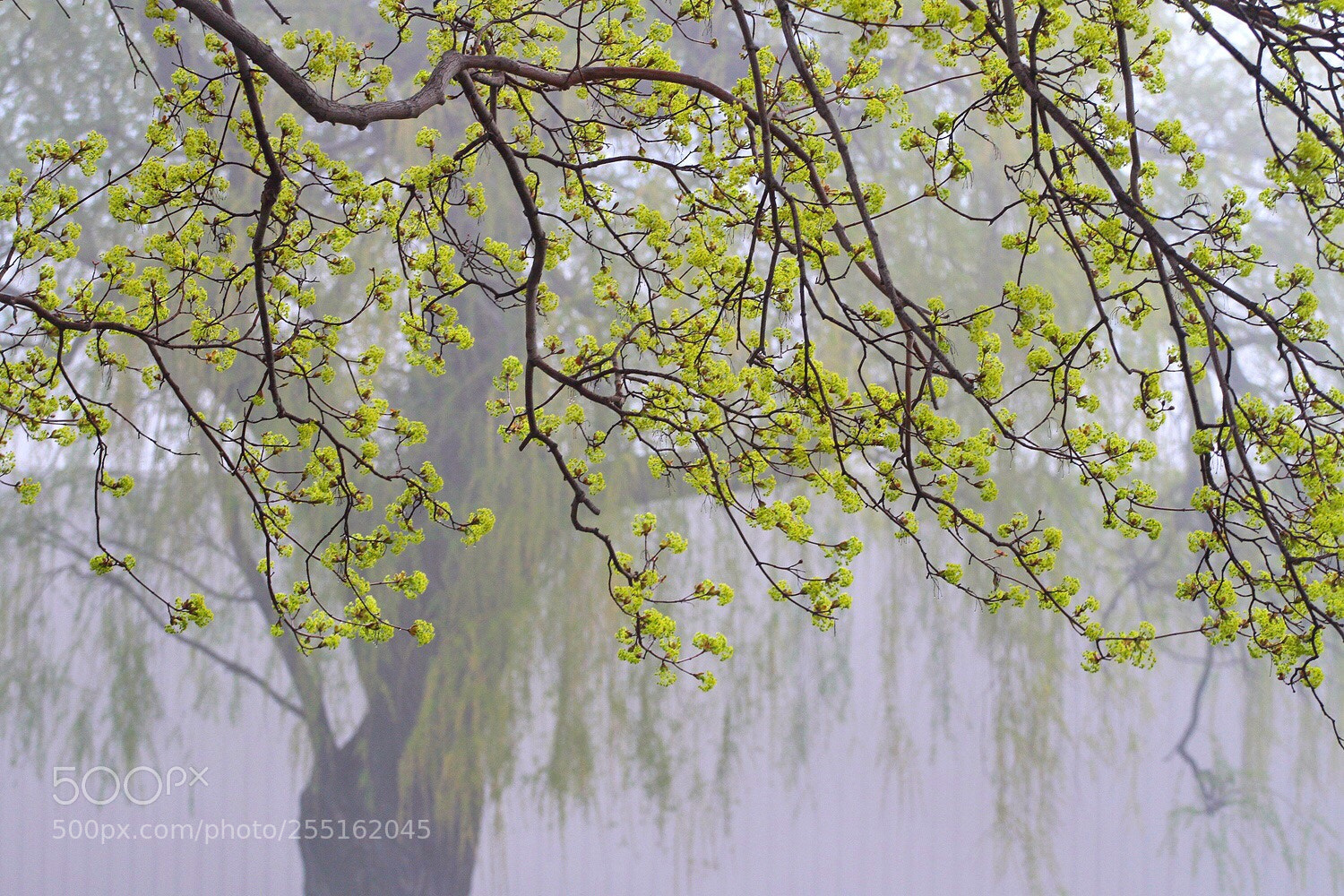 Canon EOS 7D sample photo. Spring green photography