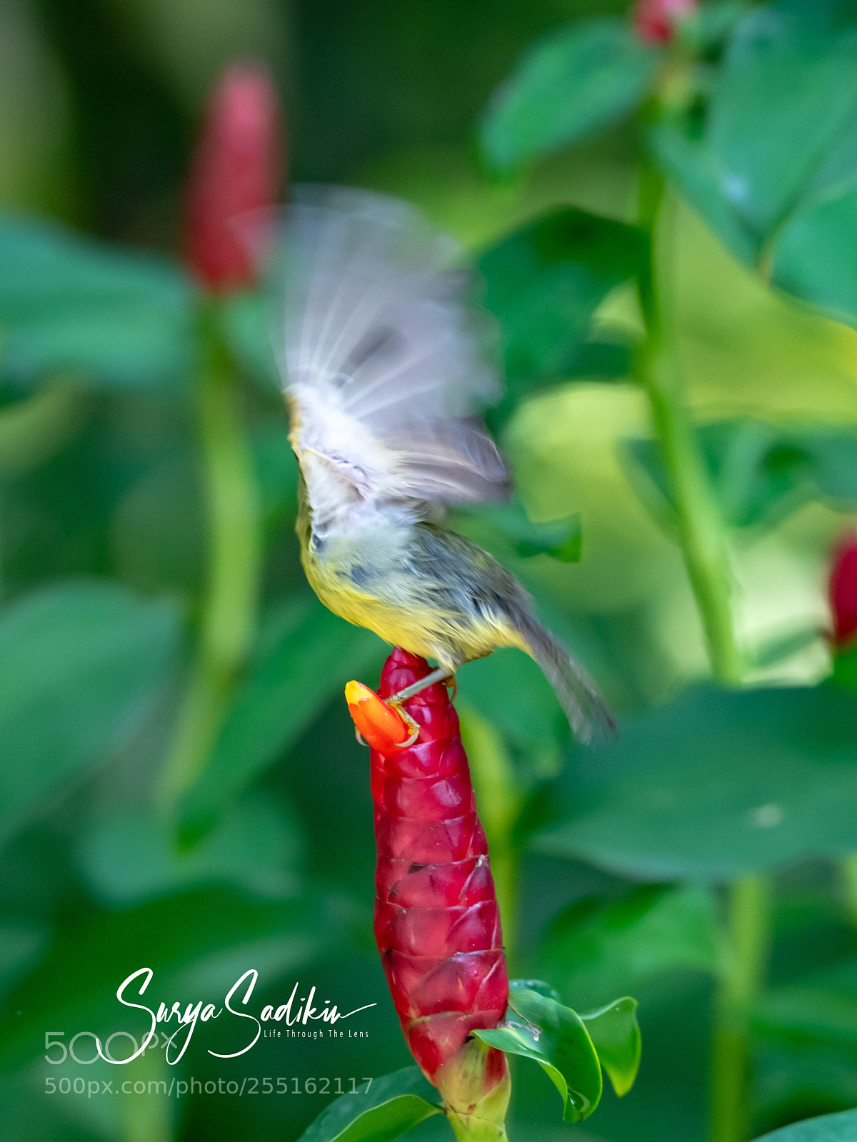 Nikon D850 sample photo. Oiii paparazzi, don't try photography