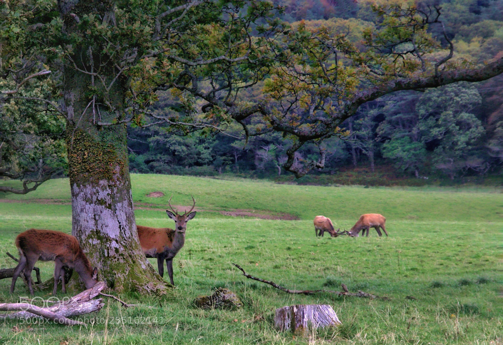 Canon EOS 80D sample photo. "deers" photography