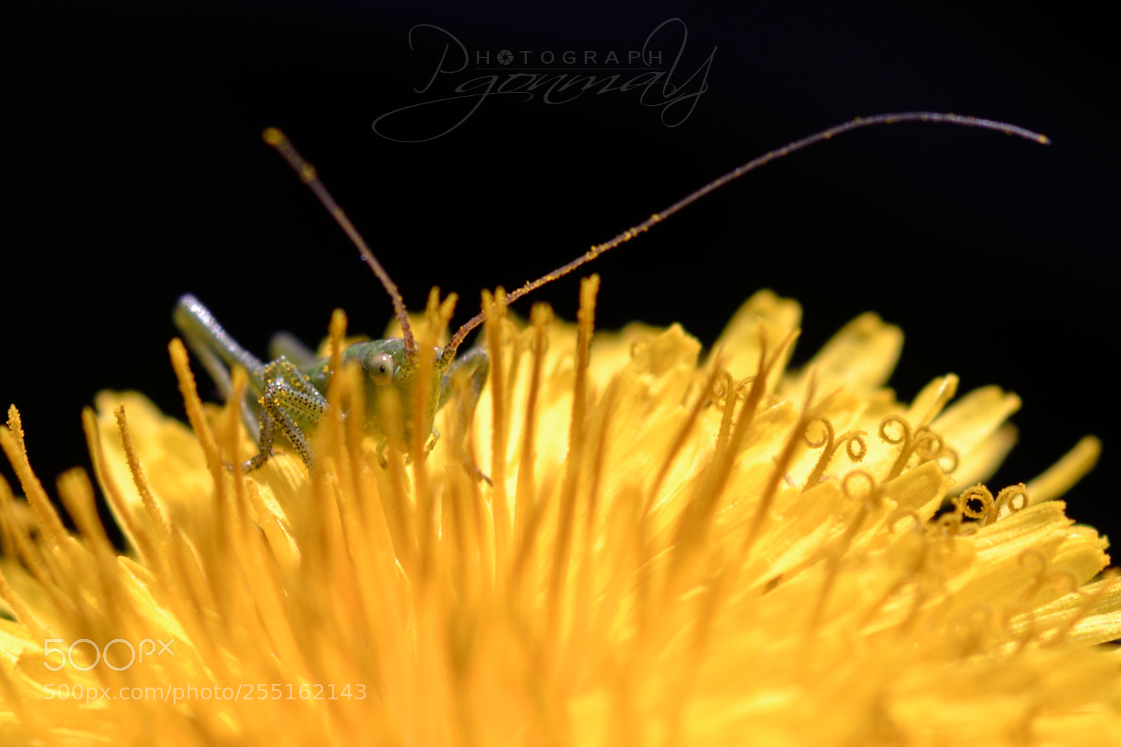 Nikon D7000 sample photo. Tetigonido photography