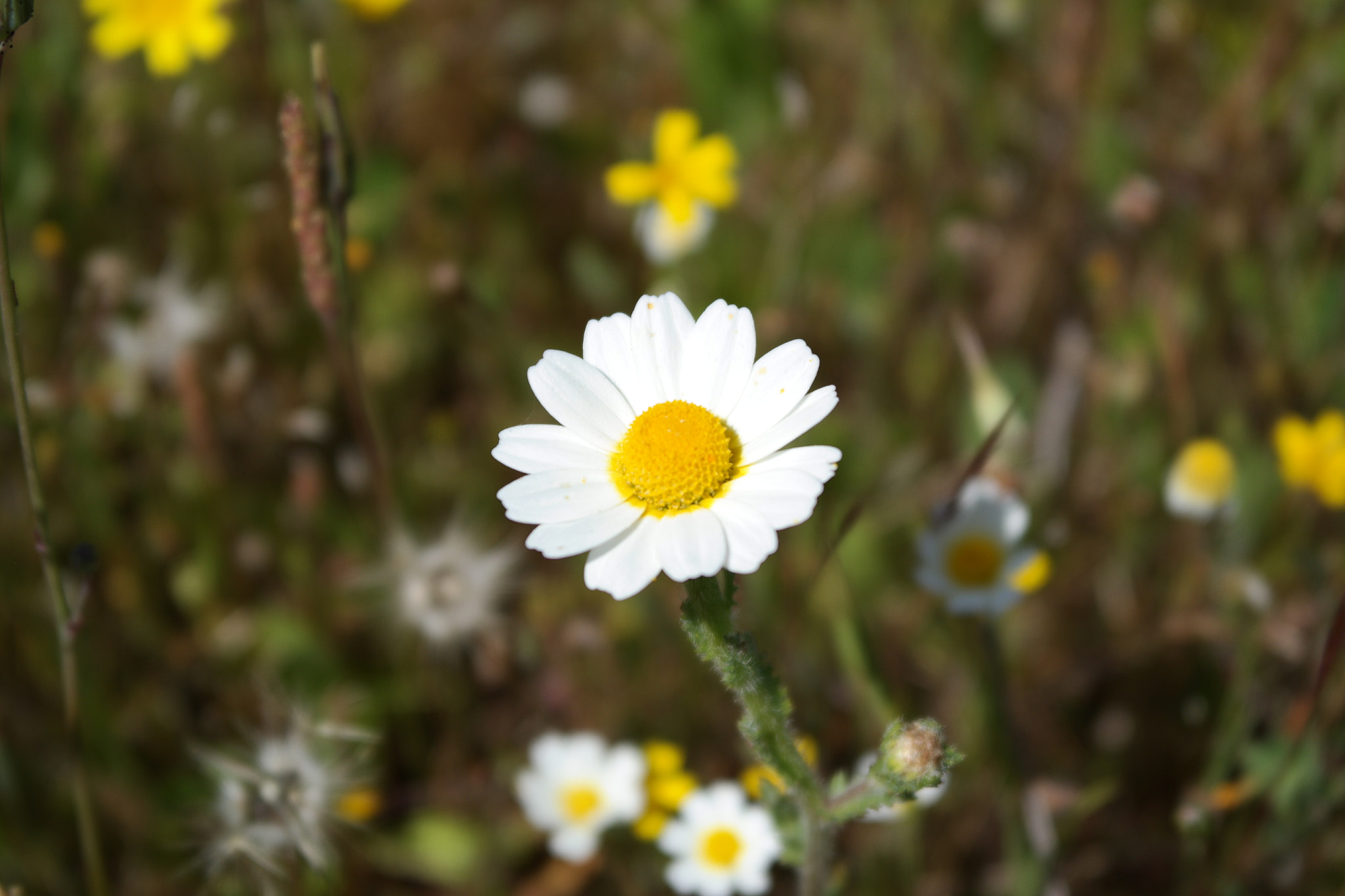 Samsung NX2000 sample photo. 🌱 photography
