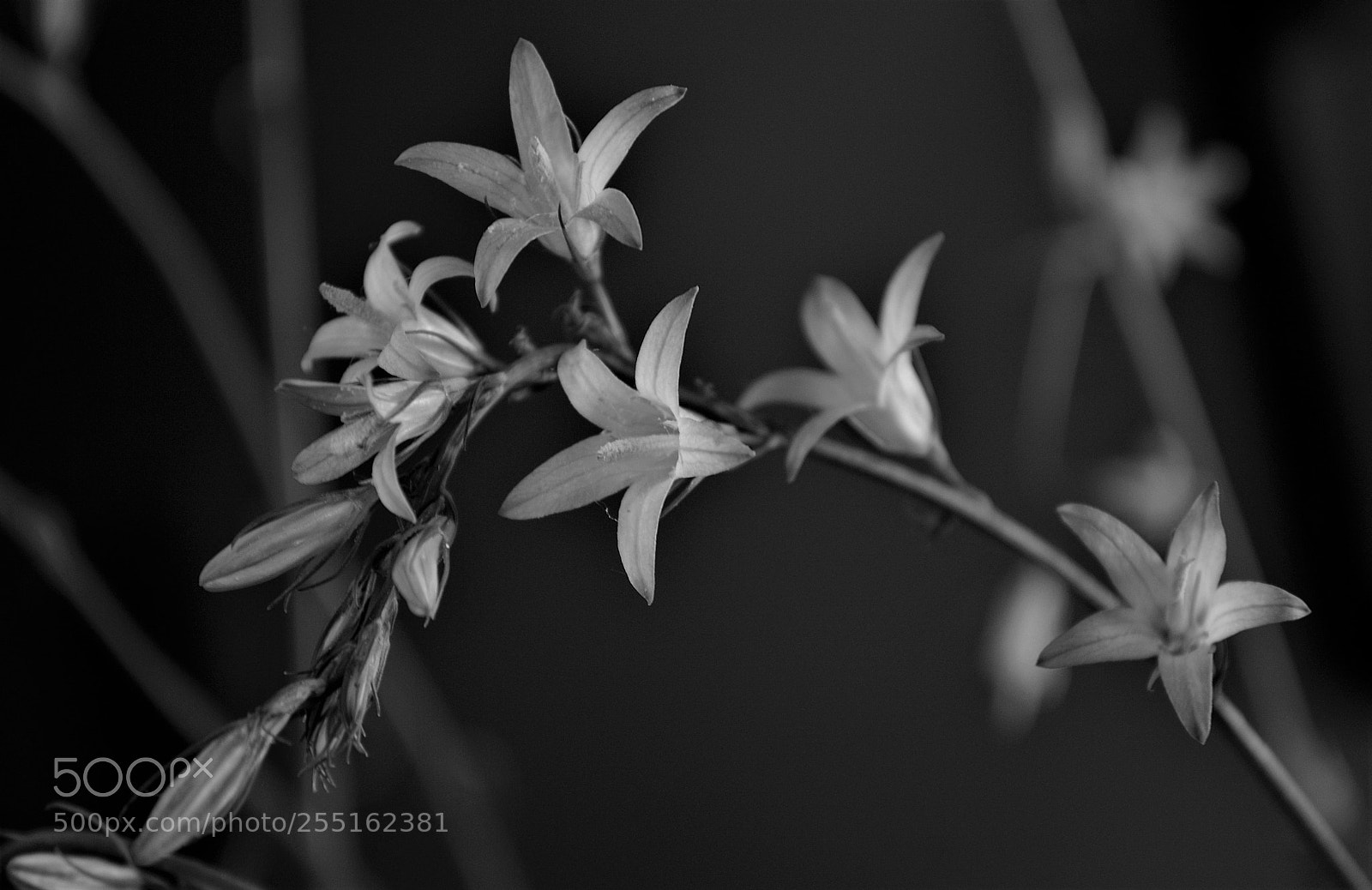 Nikon D3200 sample photo. Wildflowers photography