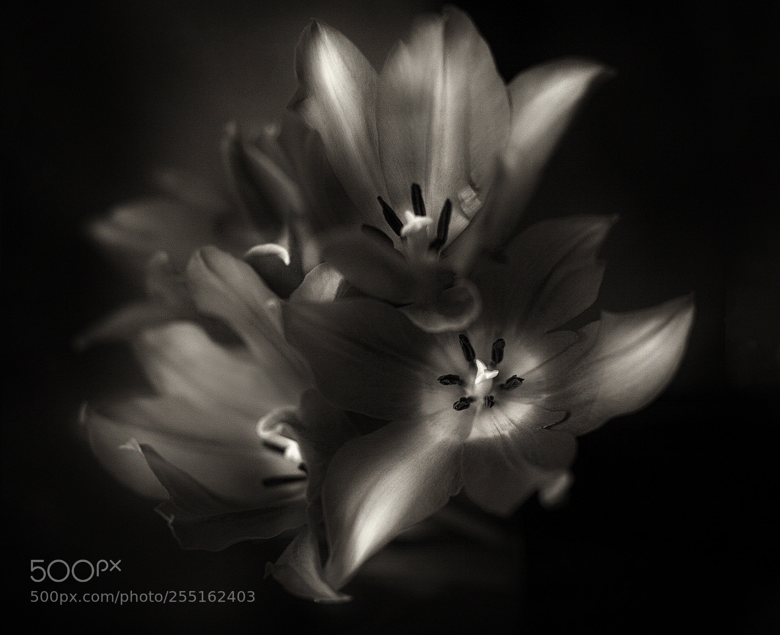 Canon EOS 5D Mark II sample photo. Black tulips photography