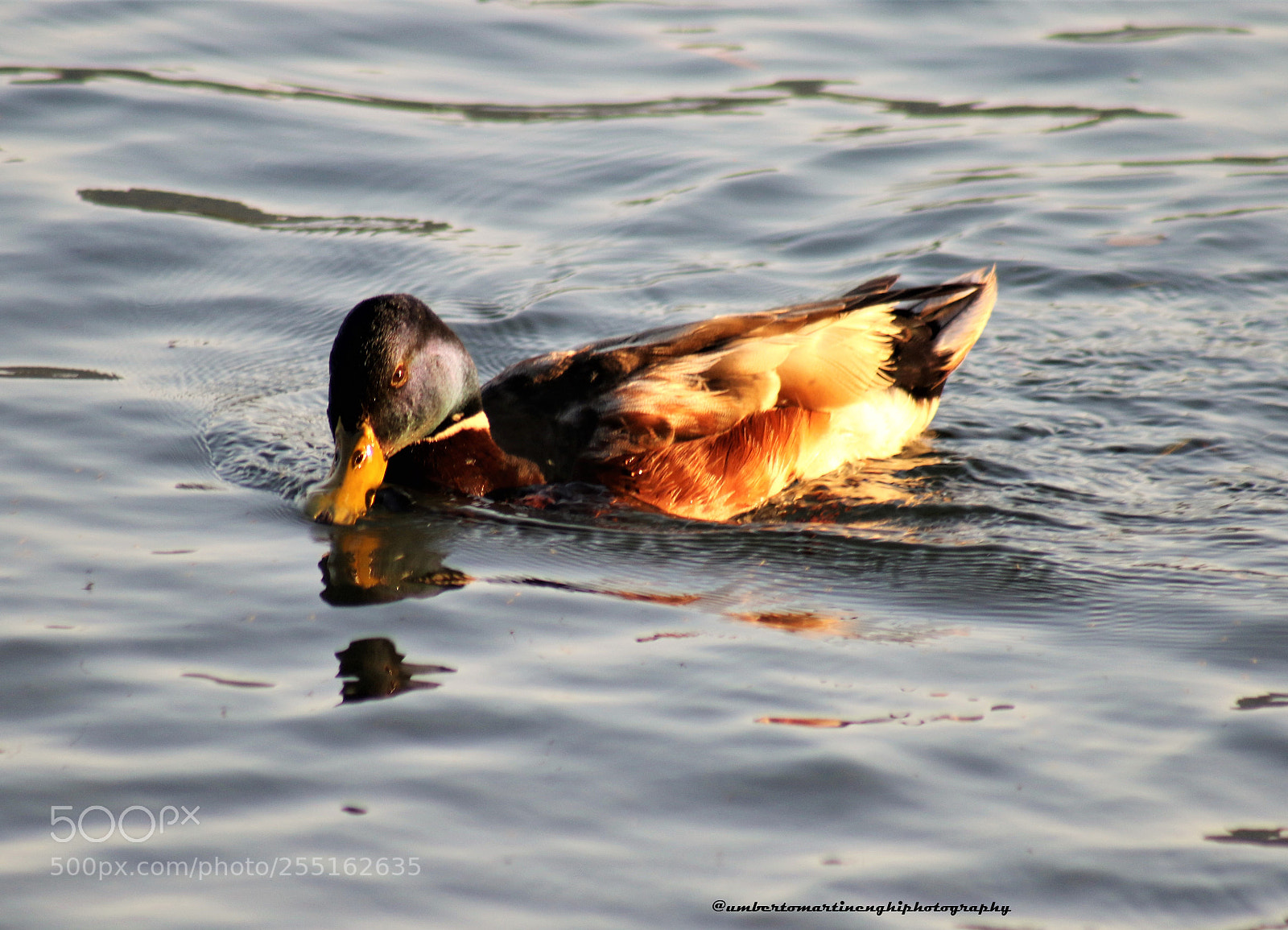 Canon EOS 7D Mark II sample photo. Duck photography