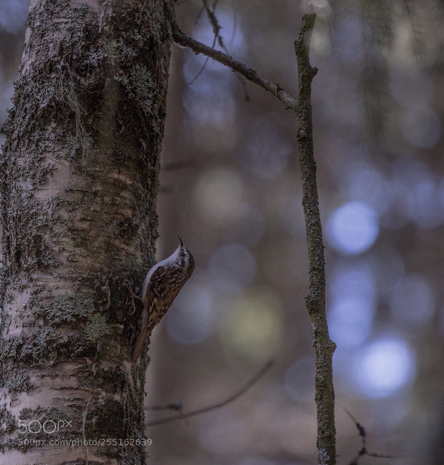 Canon EOS 700D (EOS Rebel T5i / EOS Kiss X7i) sample photo. A resident of the photography