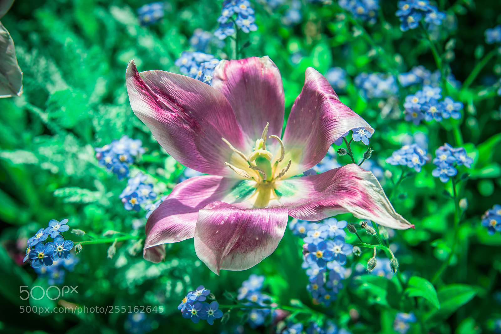 Nikon D800E sample photo. Flower for spring　& purple photography