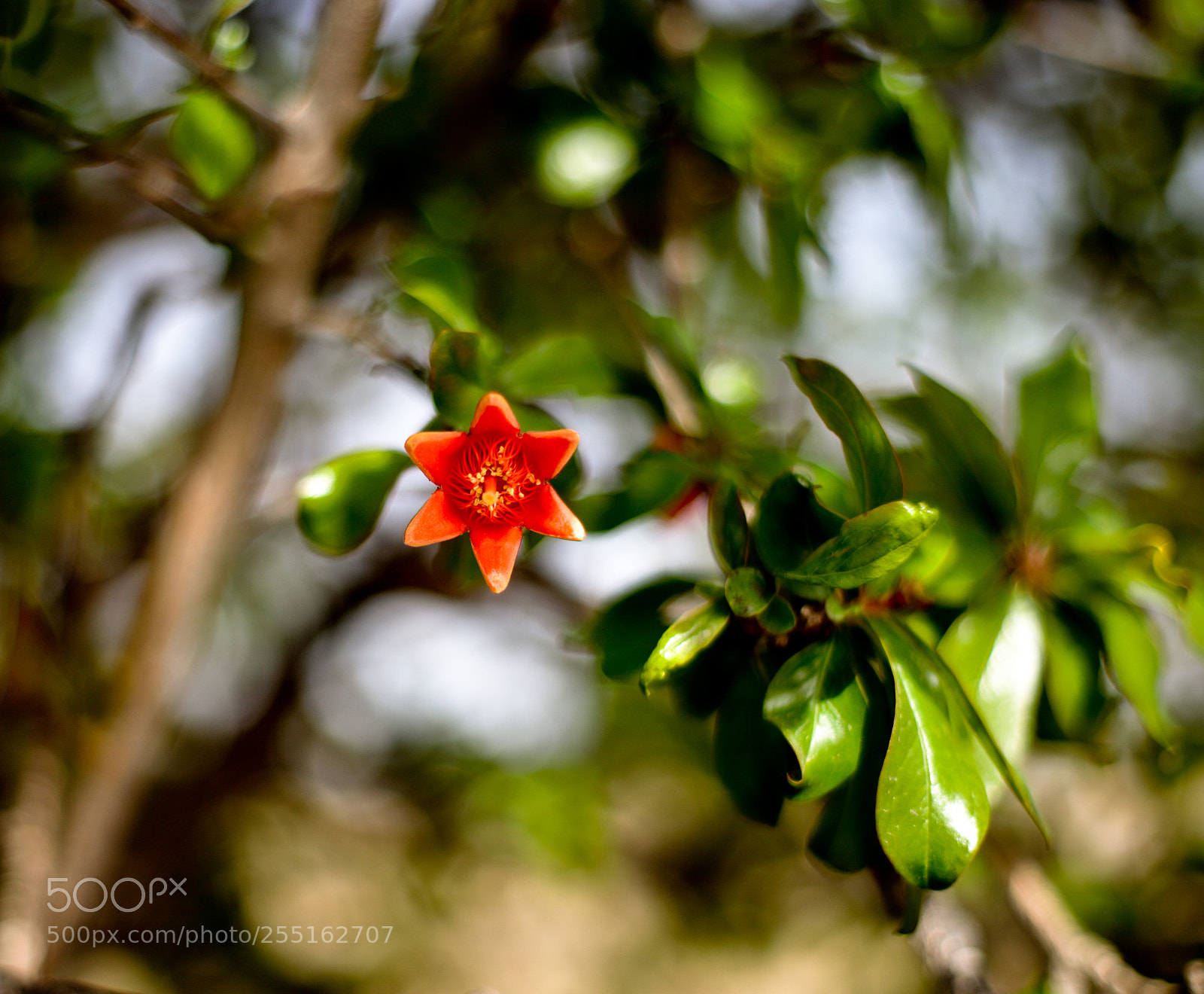 Canon EOS 6D Mark II sample photo. Pomegranate flower photography