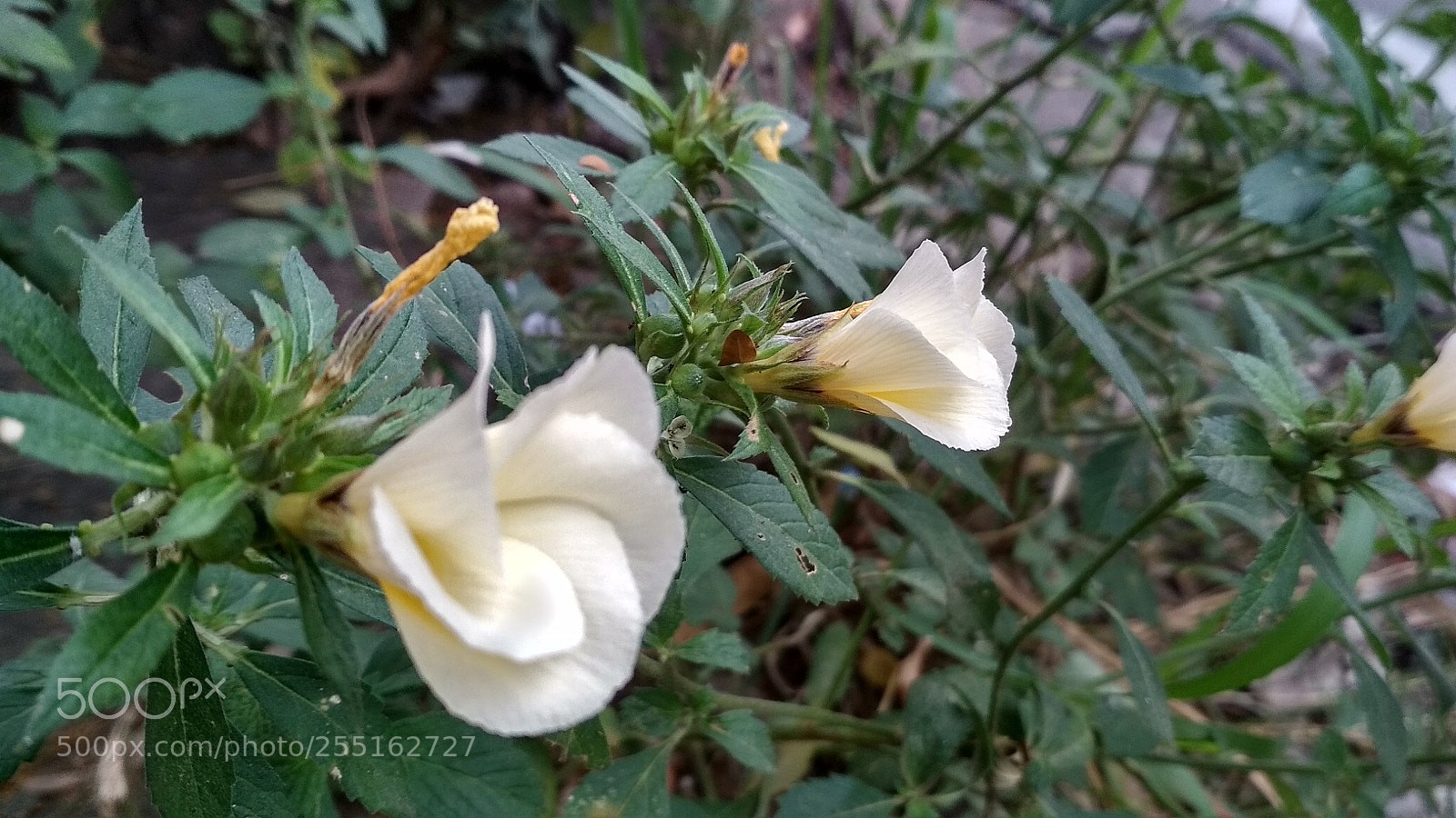 Xiaomi Redmi 4X sample photo. This morning photography
