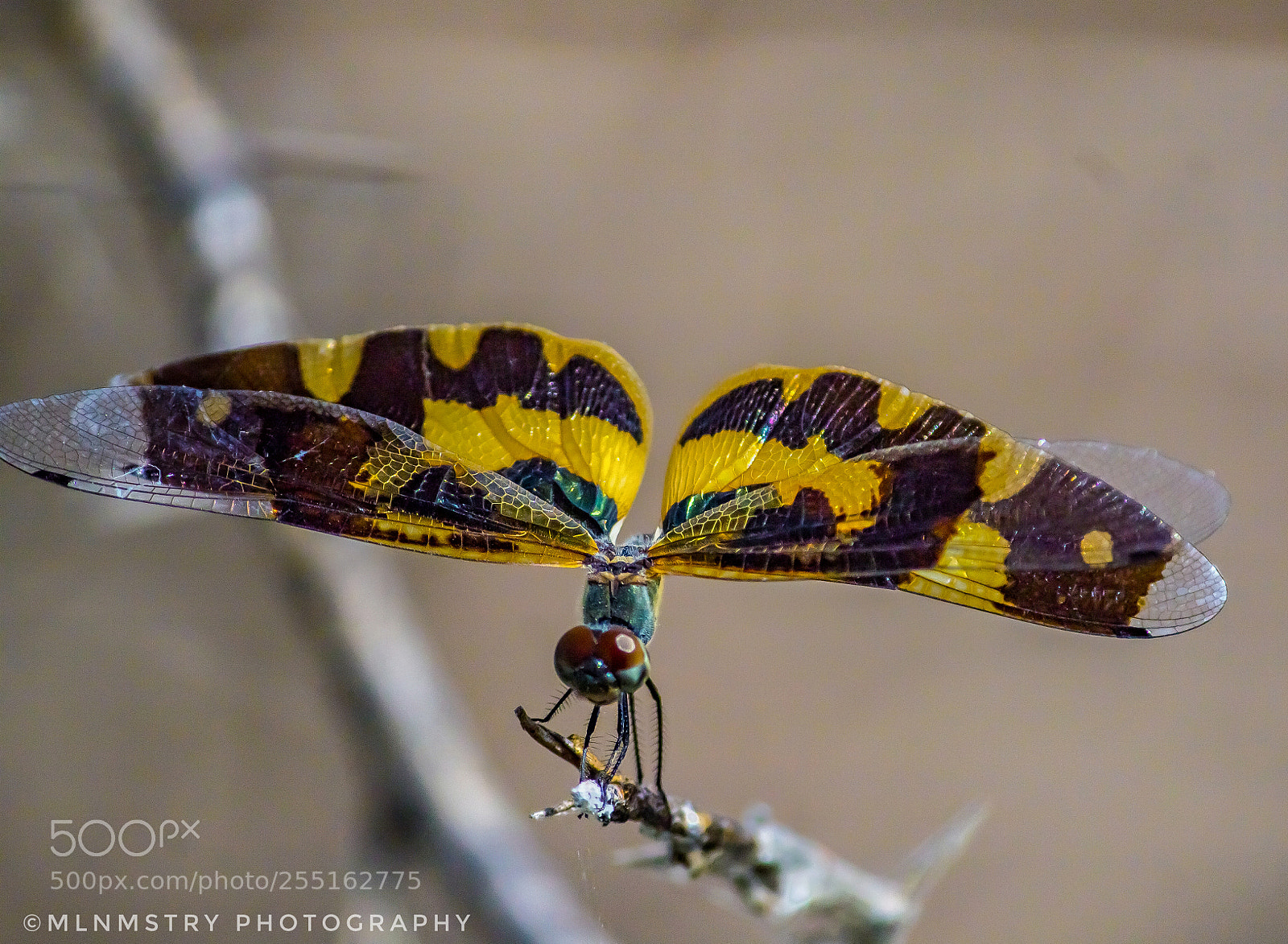 Canon EOS 1200D (EOS Rebel T5 / EOS Kiss X70 / EOS Hi) sample photo. A dragonfly with beautiful photography
