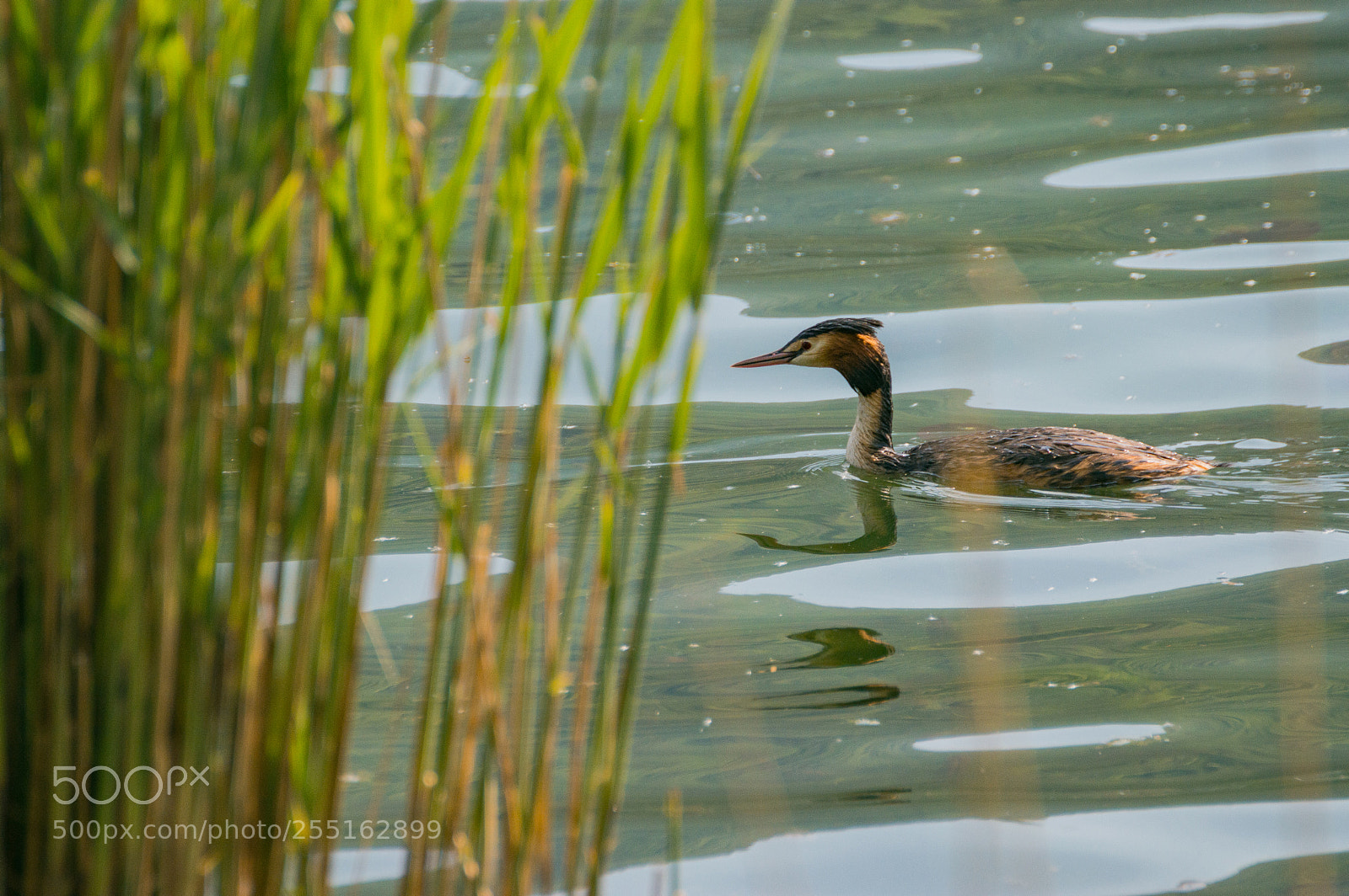 Nikon D3200 sample photo. Podiceps cristatus photography