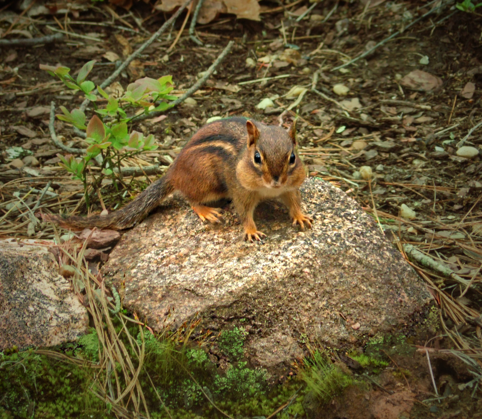 Samsung WB100/  WB101 sample photo. Alert chipmunk photography