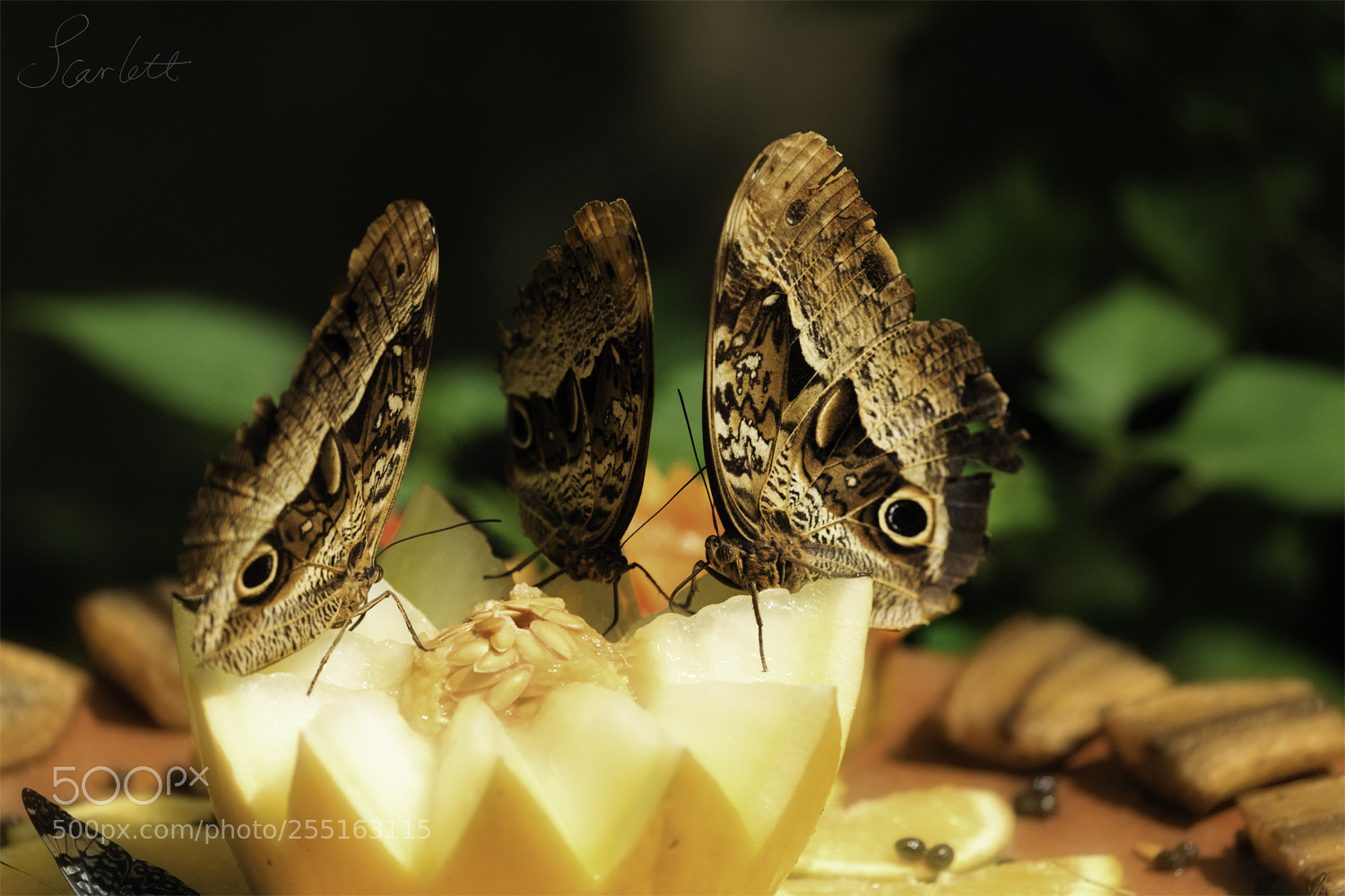 Canon EOS-1D X sample photo. Butterfly dinner photography