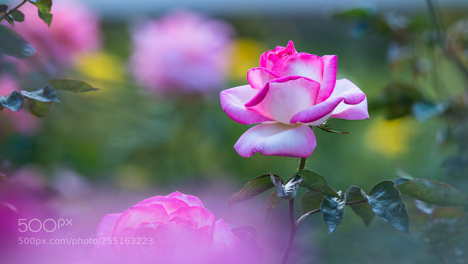 Nikon D810 sample photo. Untitled photography