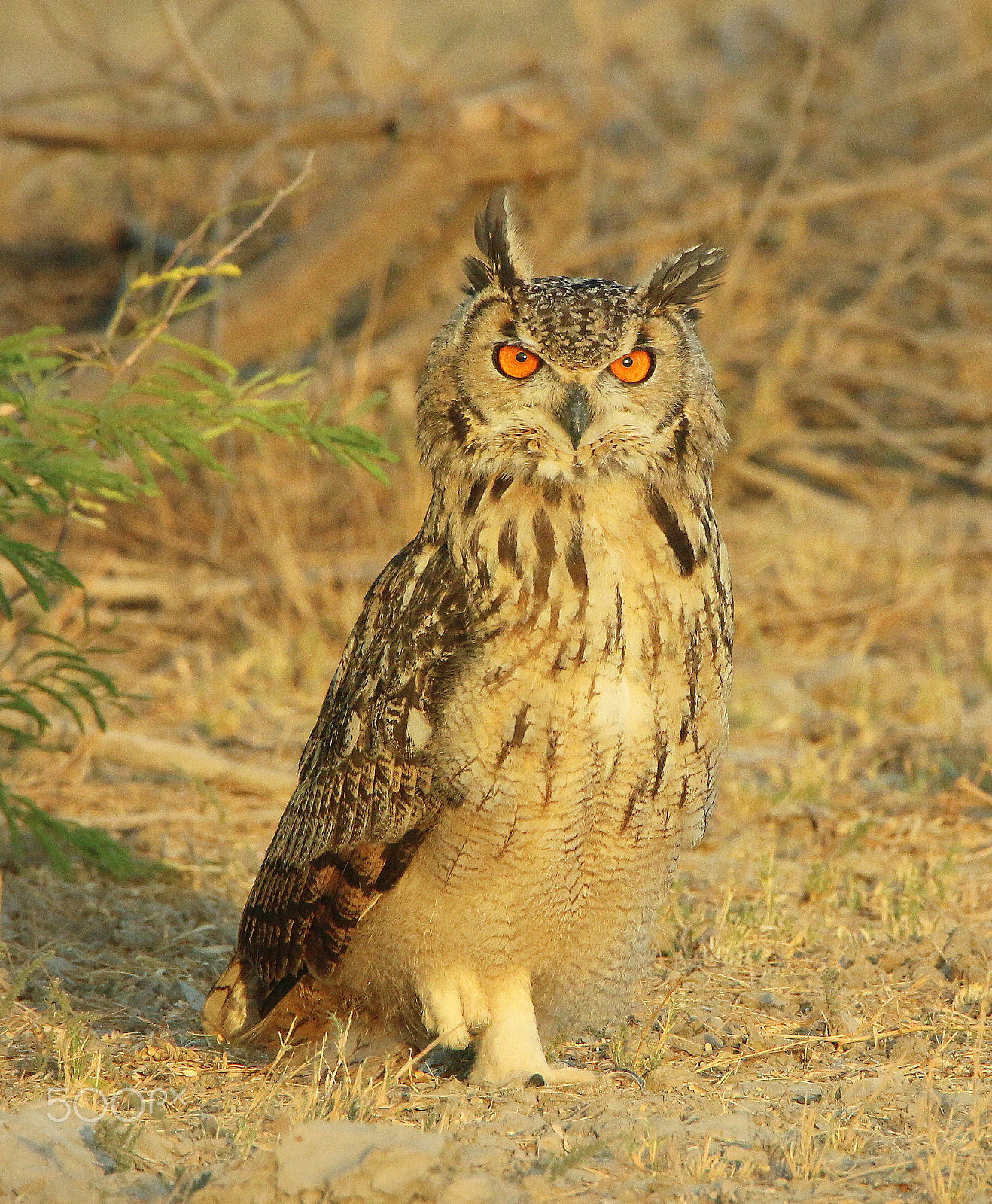 Canon EOS 70D sample photo. Am i gorgeous photography