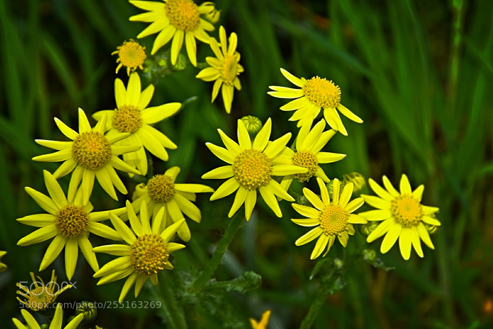 Nikon D5300 sample photo. Viele kleine sonnen!? photography