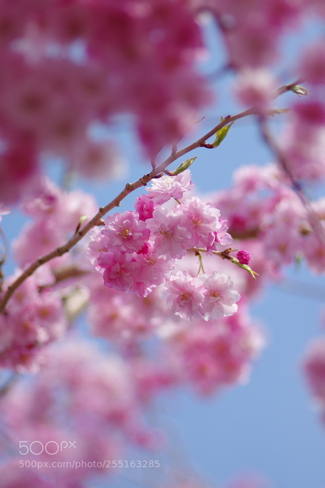 Pentax K-3 II sample photo. Sakura, double-flowered cherry  photography