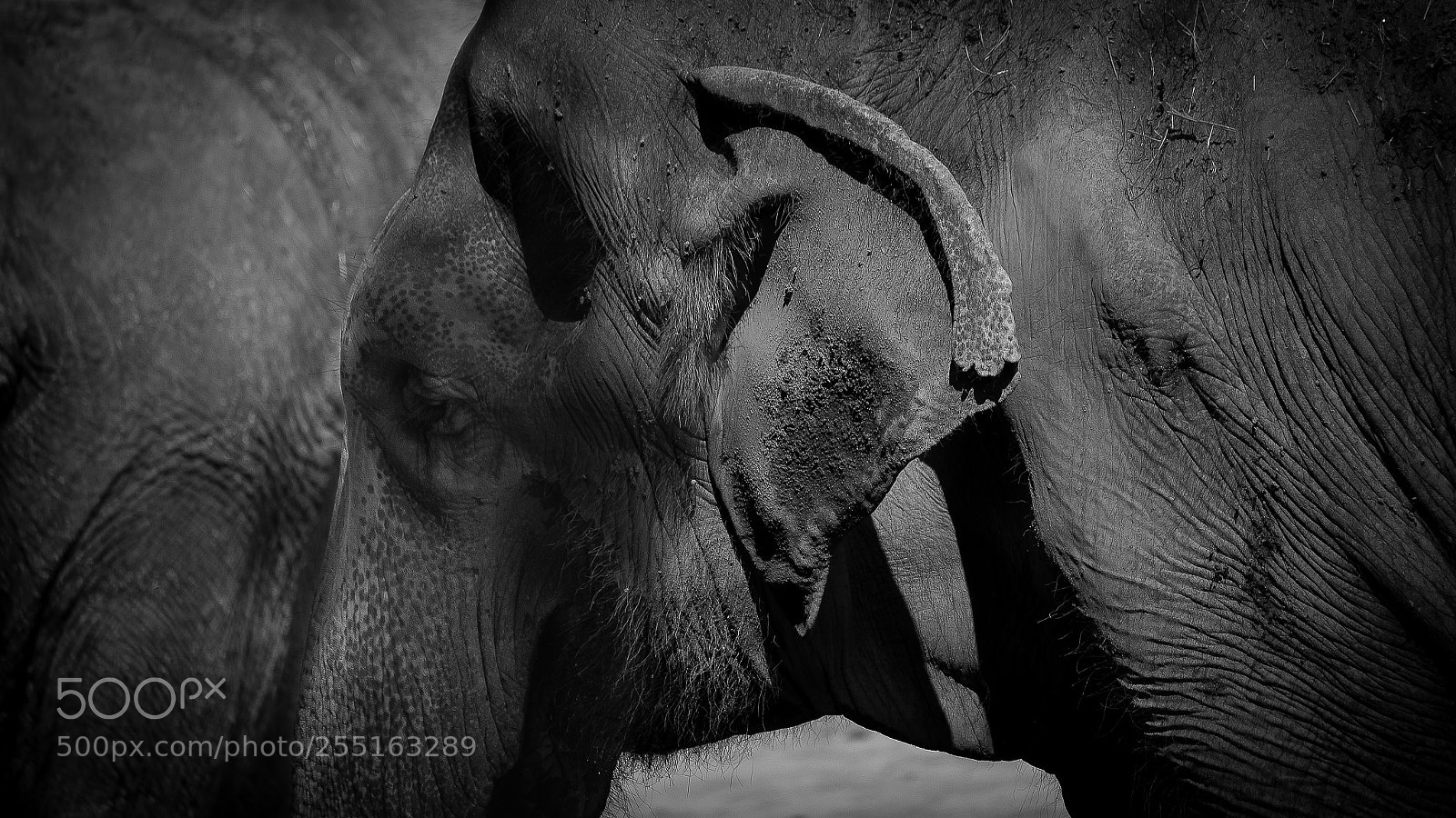 Canon EOS 70D sample photo. Elephant | karlsruhe, germany photography