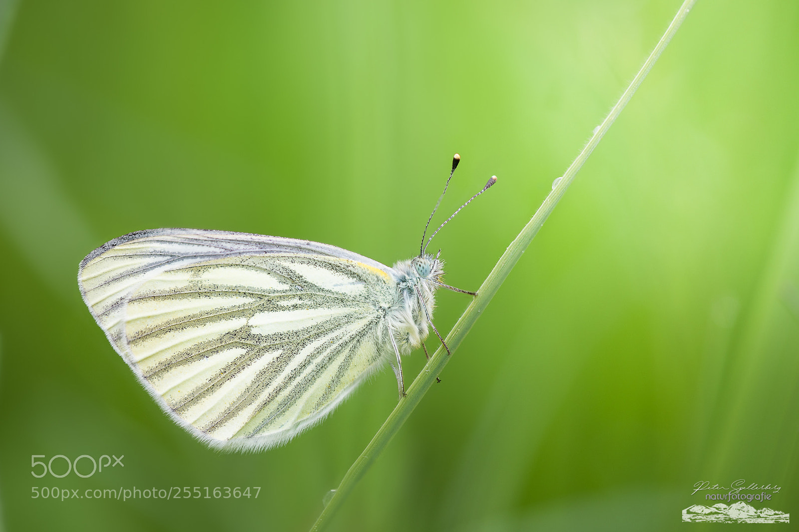 Canon EOS 5D Mark IV sample photo. Pieris napi photography