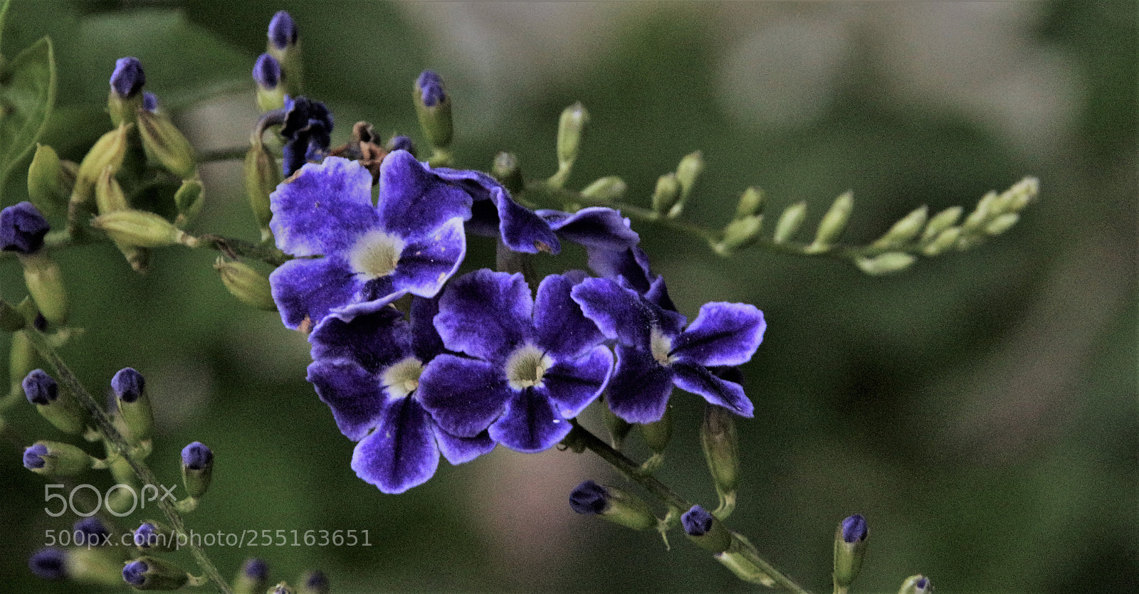 Canon EOS 100D (EOS Rebel SL1 / EOS Kiss X7) sample photo. (spring..3) photography