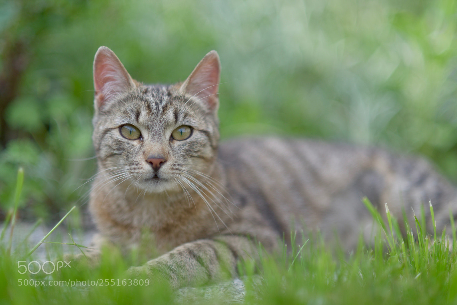 Nikon D810 sample photo. Untitled photography