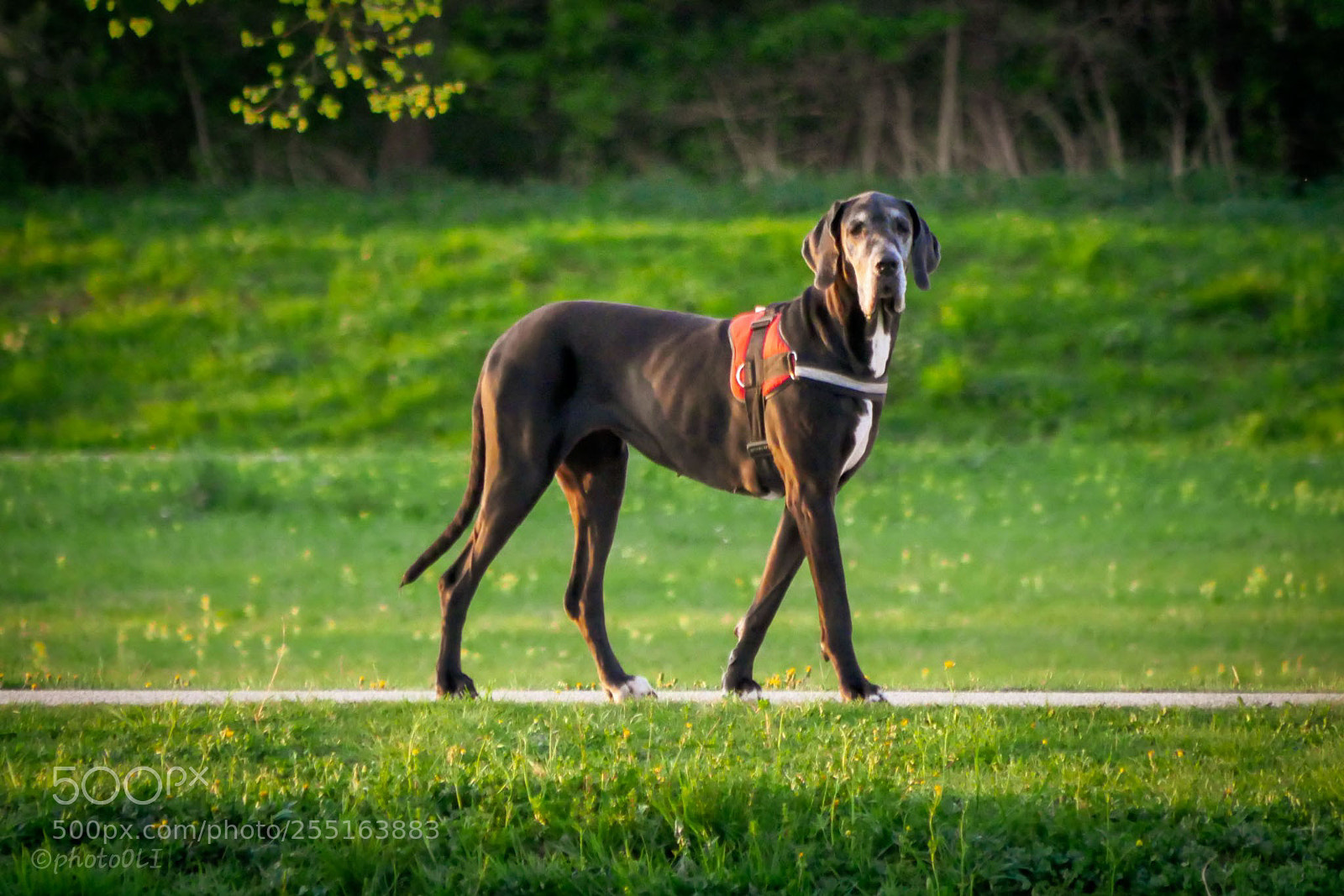 Panasonic Lumix DMC-GX8 sample photo. Dog photography