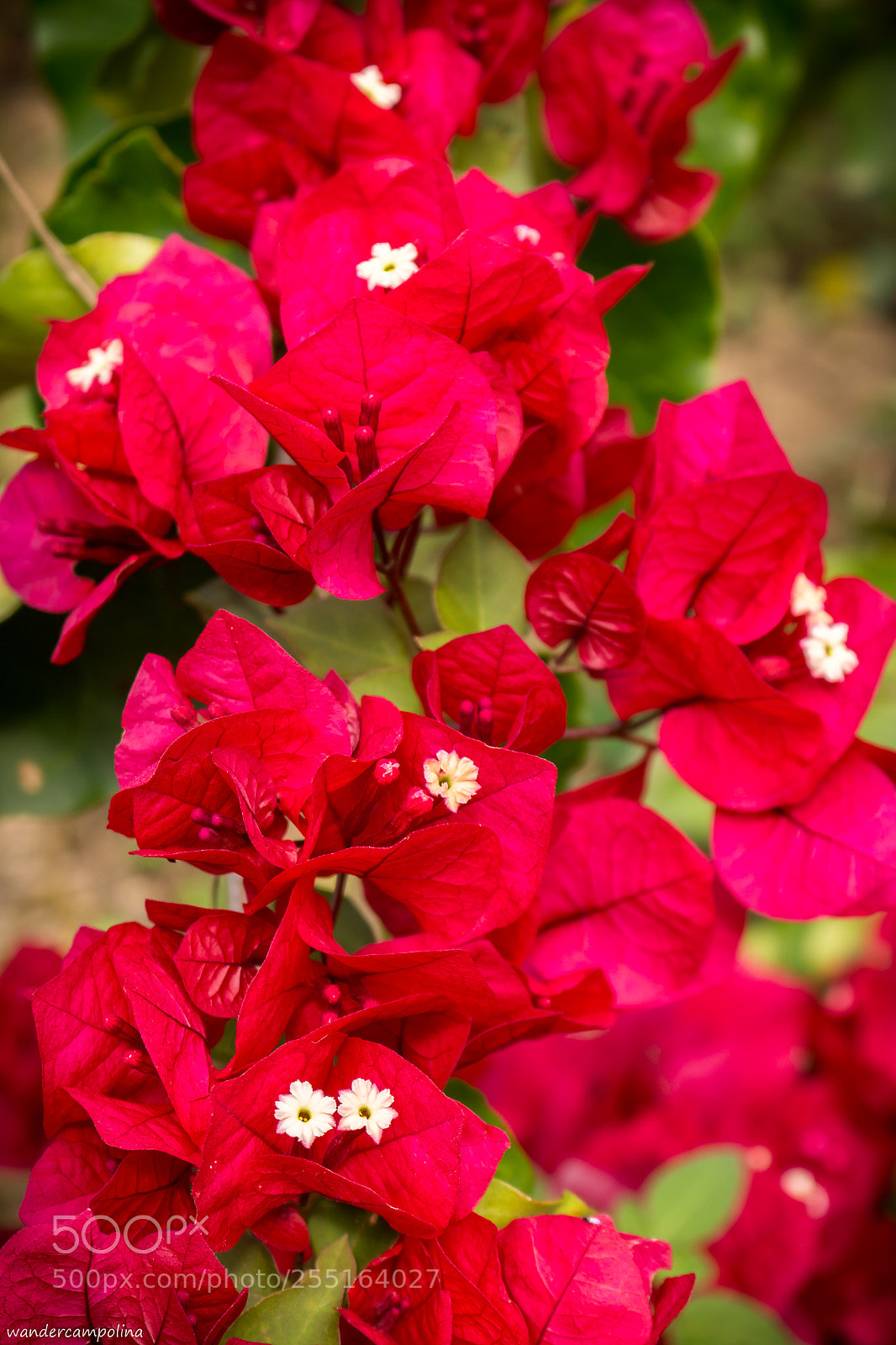 Canon EOS 700D (EOS Rebel T5i / EOS Kiss X7i) sample photo. Buganvilha photography