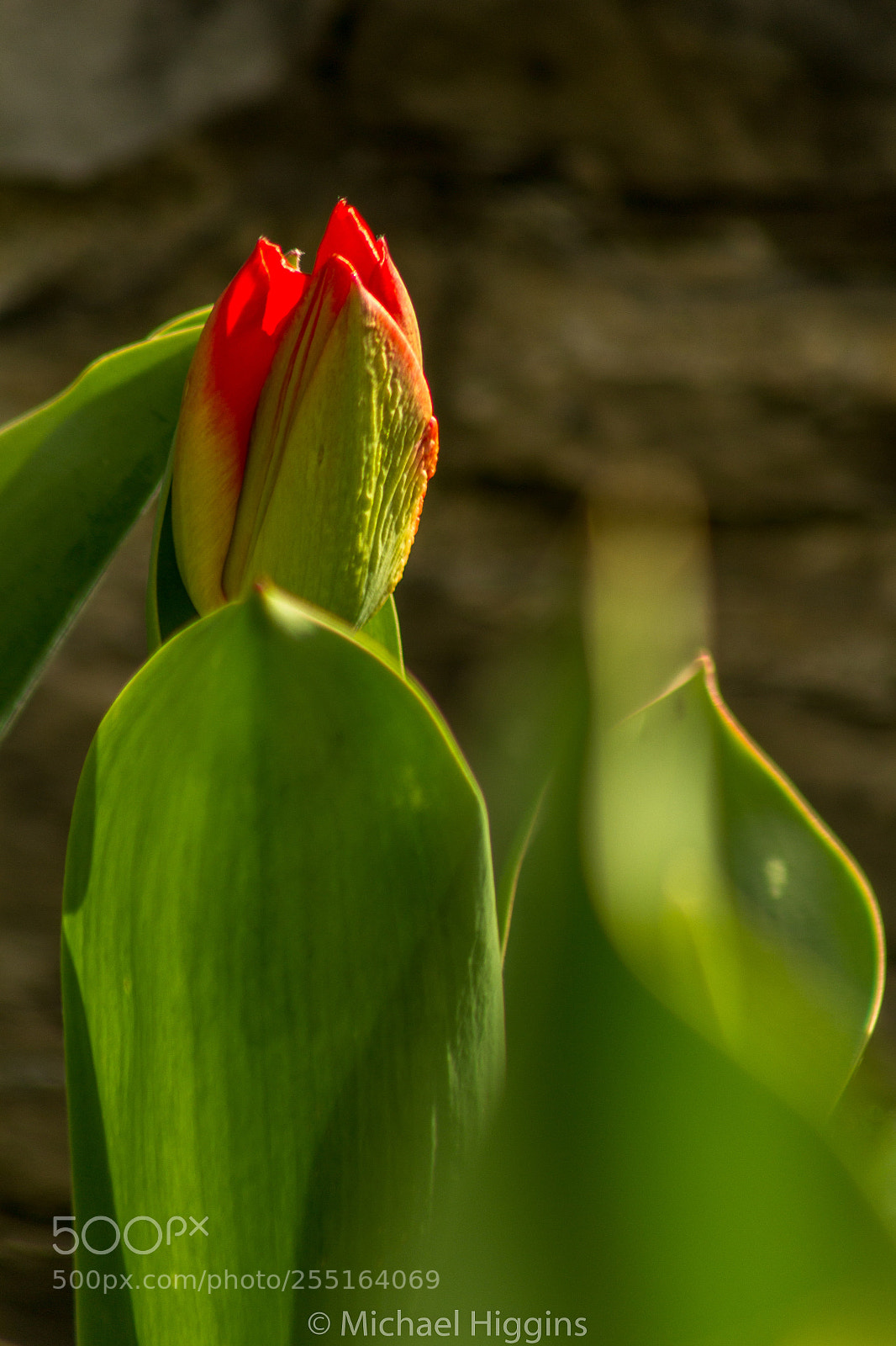 Canon EOS 1200D (EOS Rebel T5 / EOS Kiss X70 / EOS Hi) sample photo. Red tulip photography