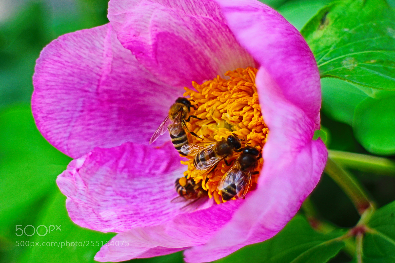 Canon EOS M sample photo. Sweet flower photography
