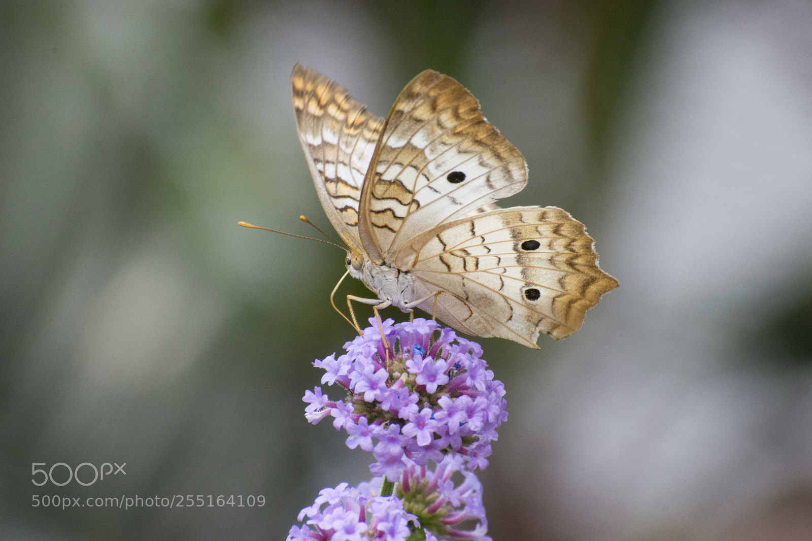 Nikon D7200 sample photo. Butterfly 2018-11 photography